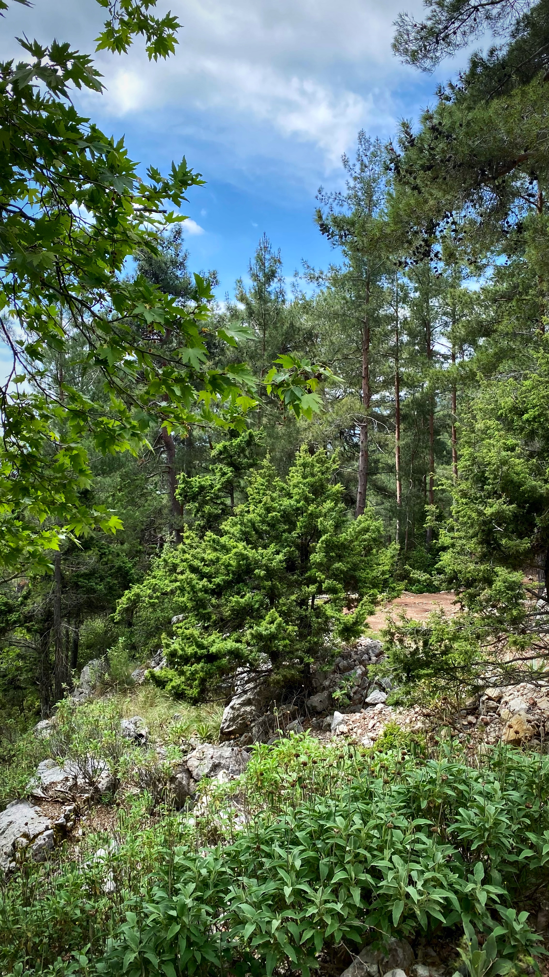 Йога-тур в Турцию. По следам Ликийской тропы, встреча с Лакшми. (17/122)