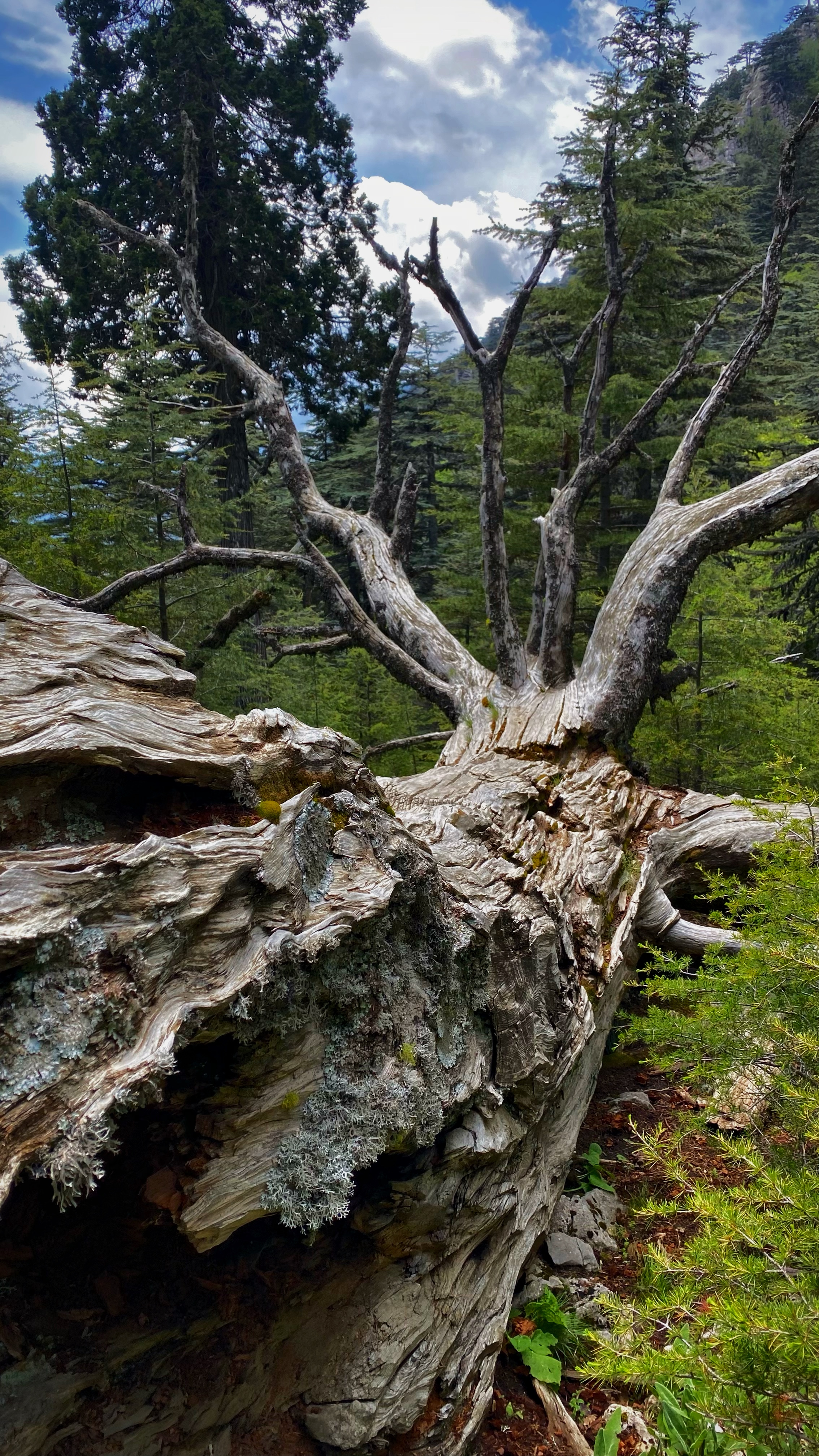 Йога-тур в Турцию. По следам Ликийской тропы, встреча с Лакшми. (76/122)