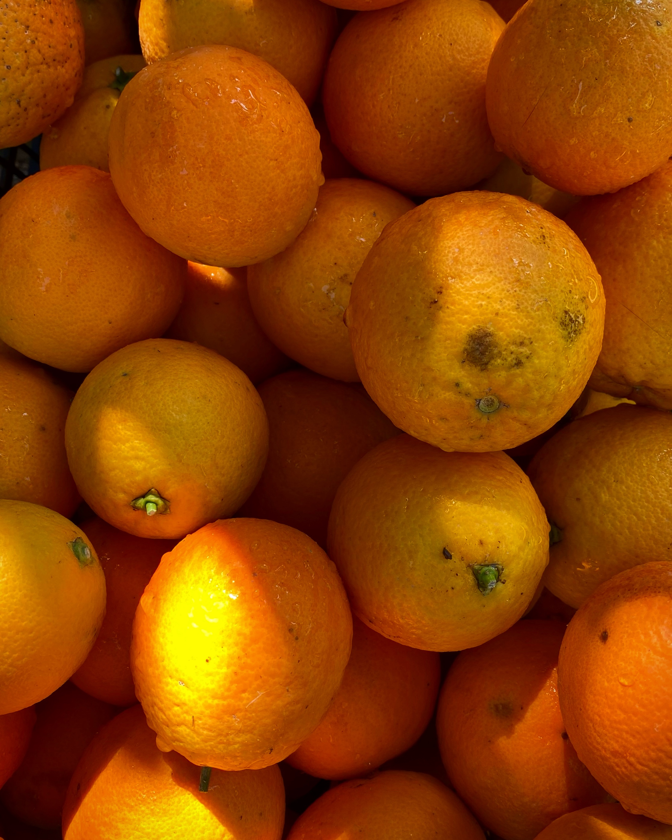 Йога-тур в Турцию. По следам Ликийской тропы, встреча с Лакшми. (63/122)