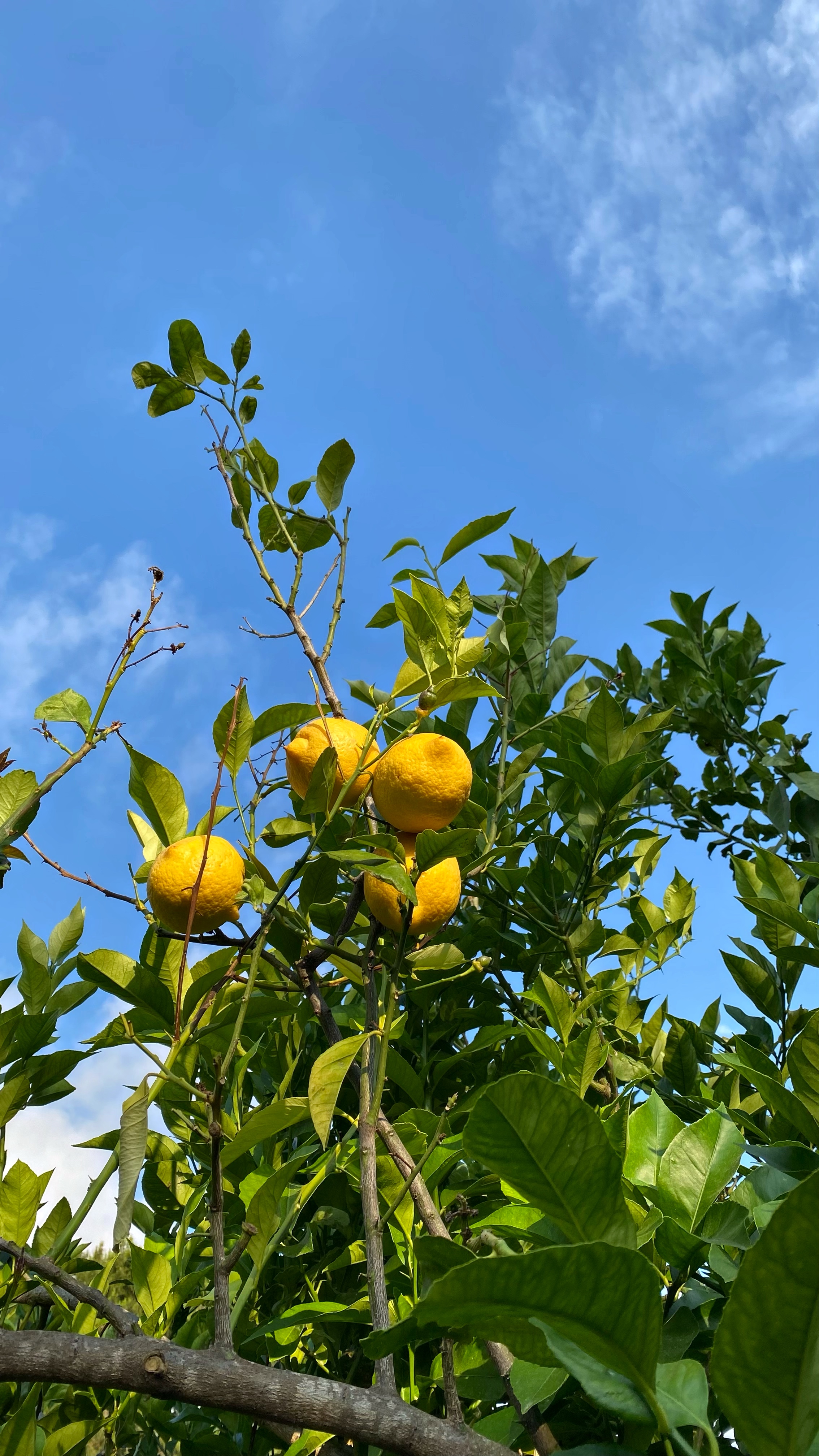 Йога-тур в Турцию. По следам Ликийской тропы, встреча с Лакшми. (62/122)