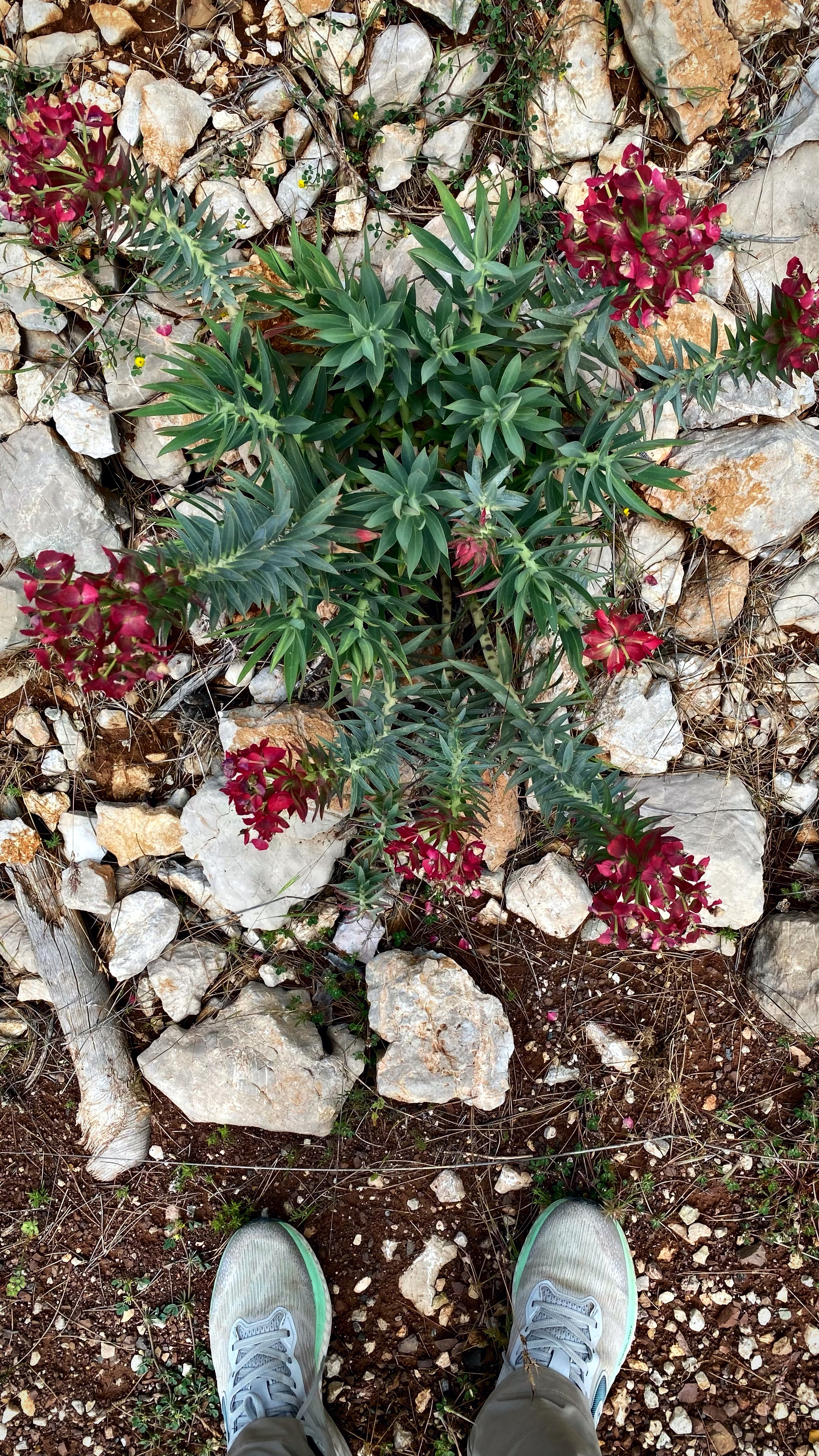 Йога-тур в Турцию. По следам Ликийской тропы, встреча с Лакшми. (25/122)