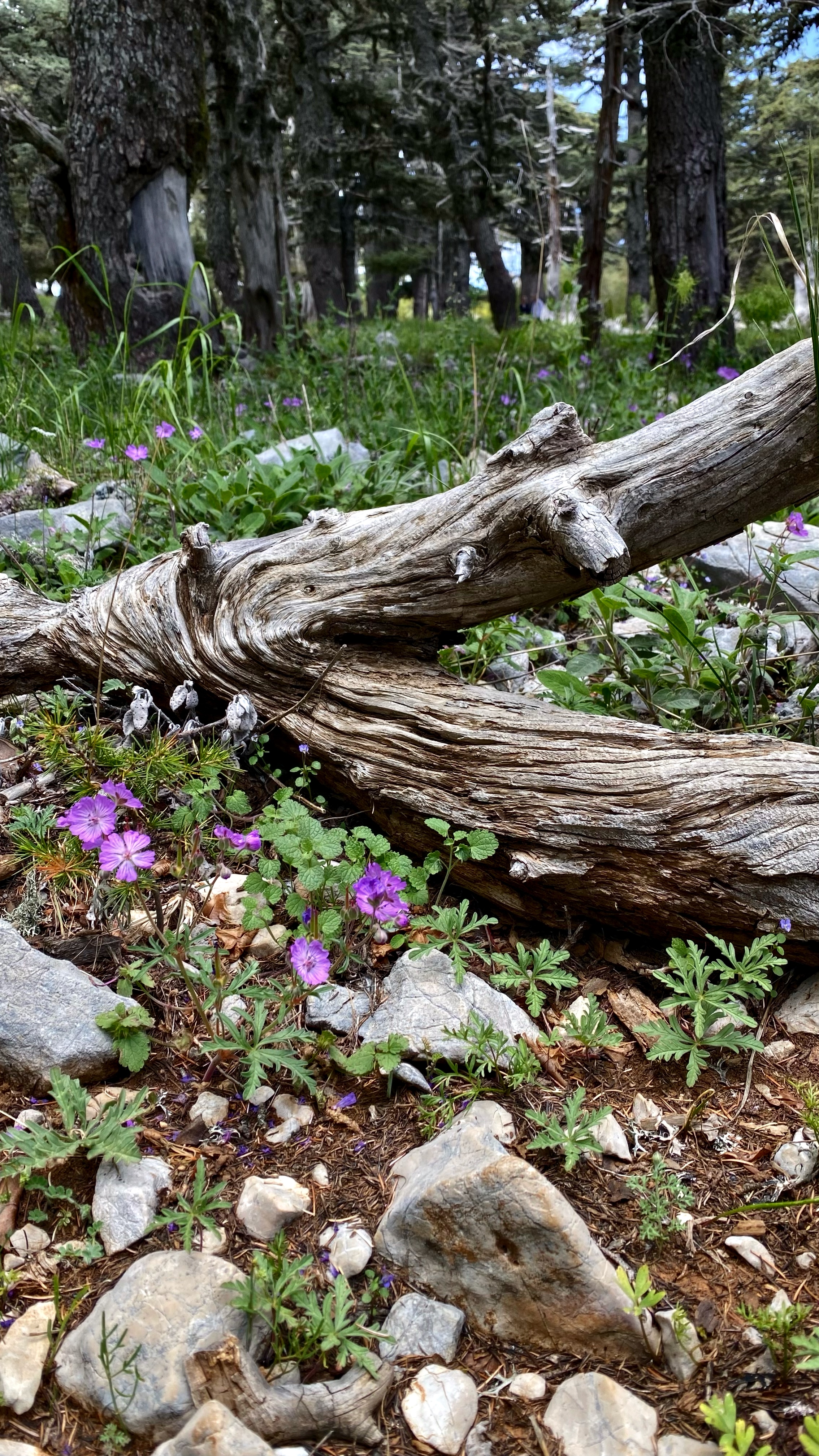 Йога-тур в Турцию. По следам Ликийской тропы, встреча с Лакшми. (55/122)