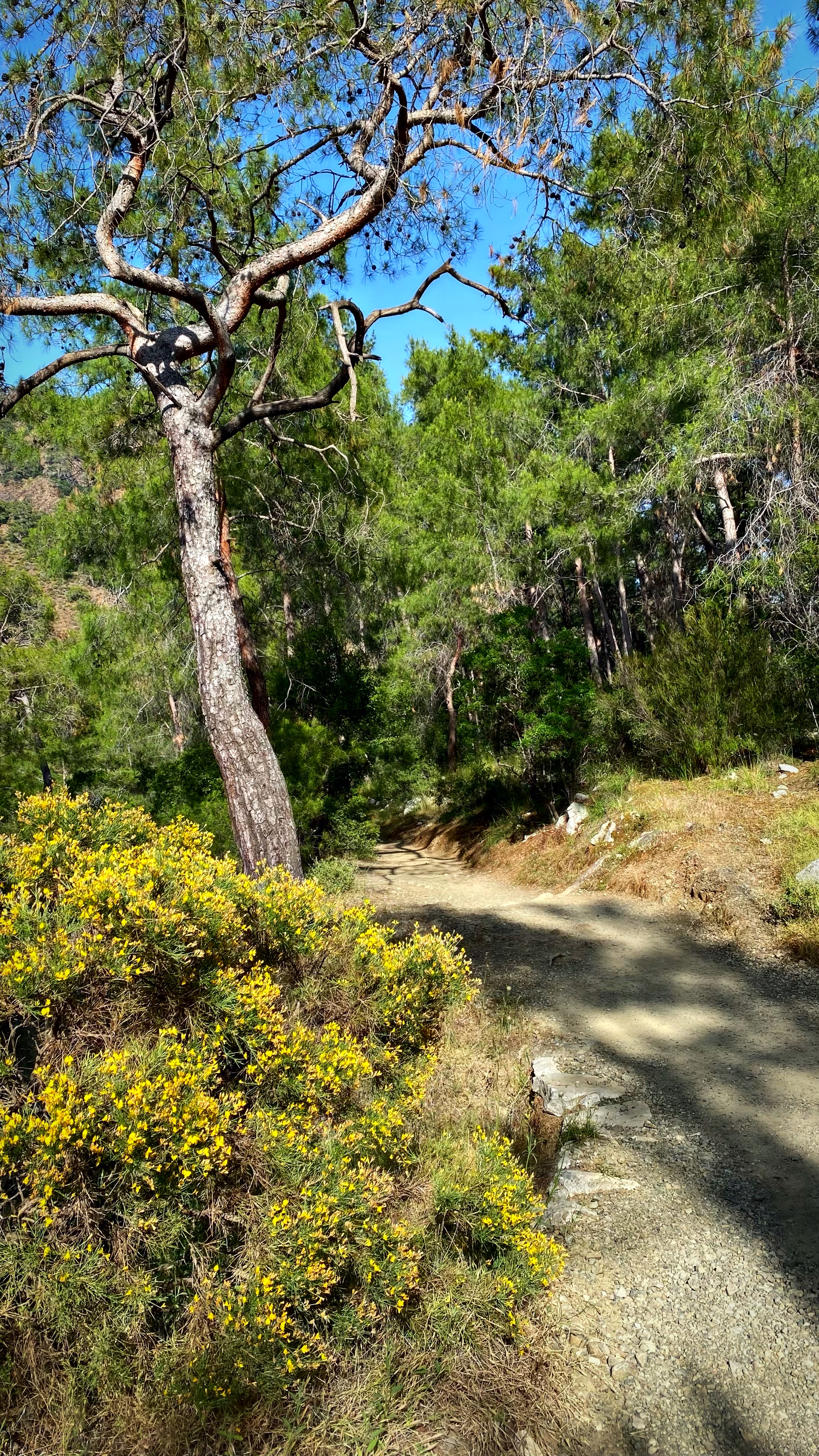 Йога-тур в Турцию. По следам Ликийской тропы, встреча с Лакшми. (33/122)