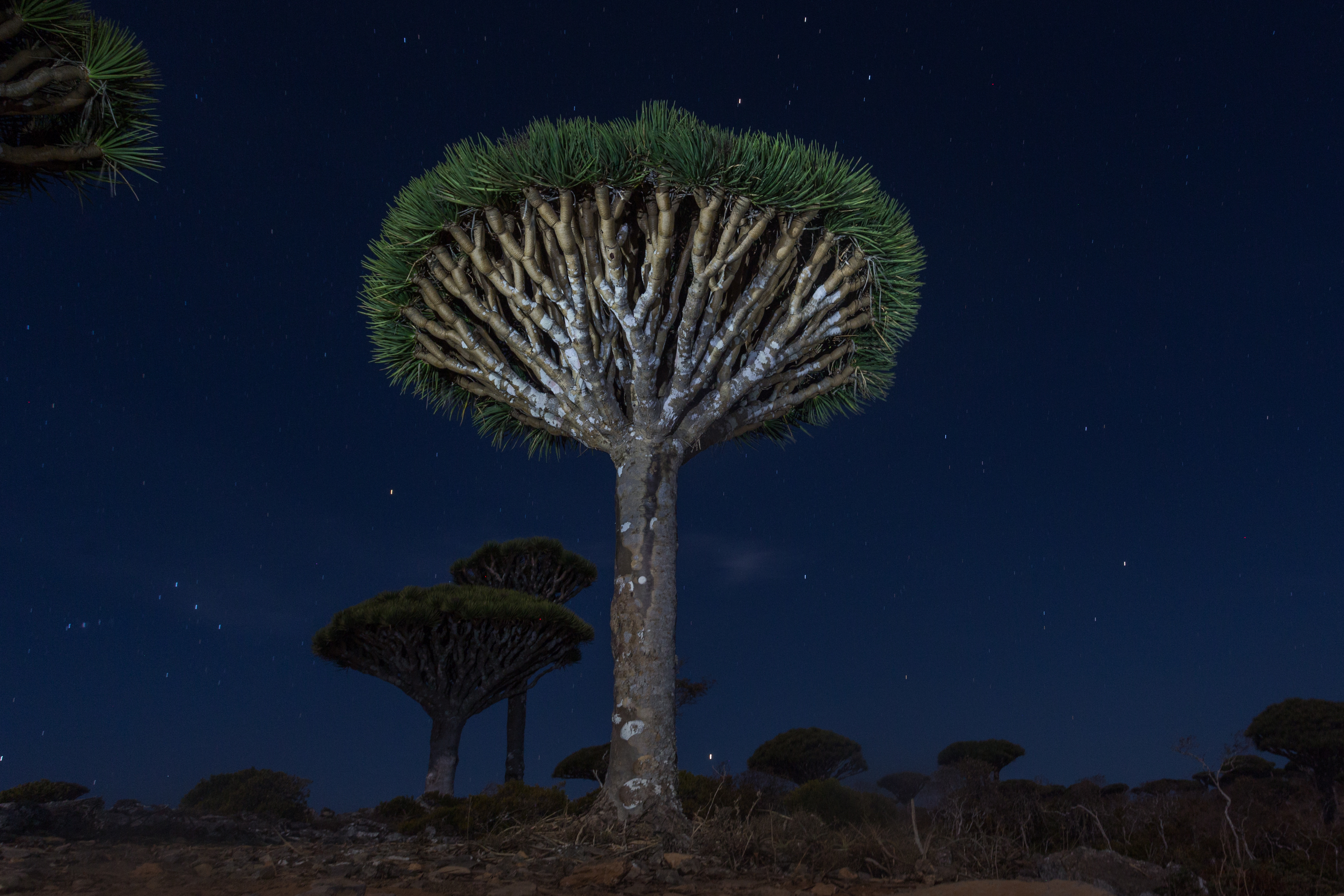 Сокотра. Йога-путешествие