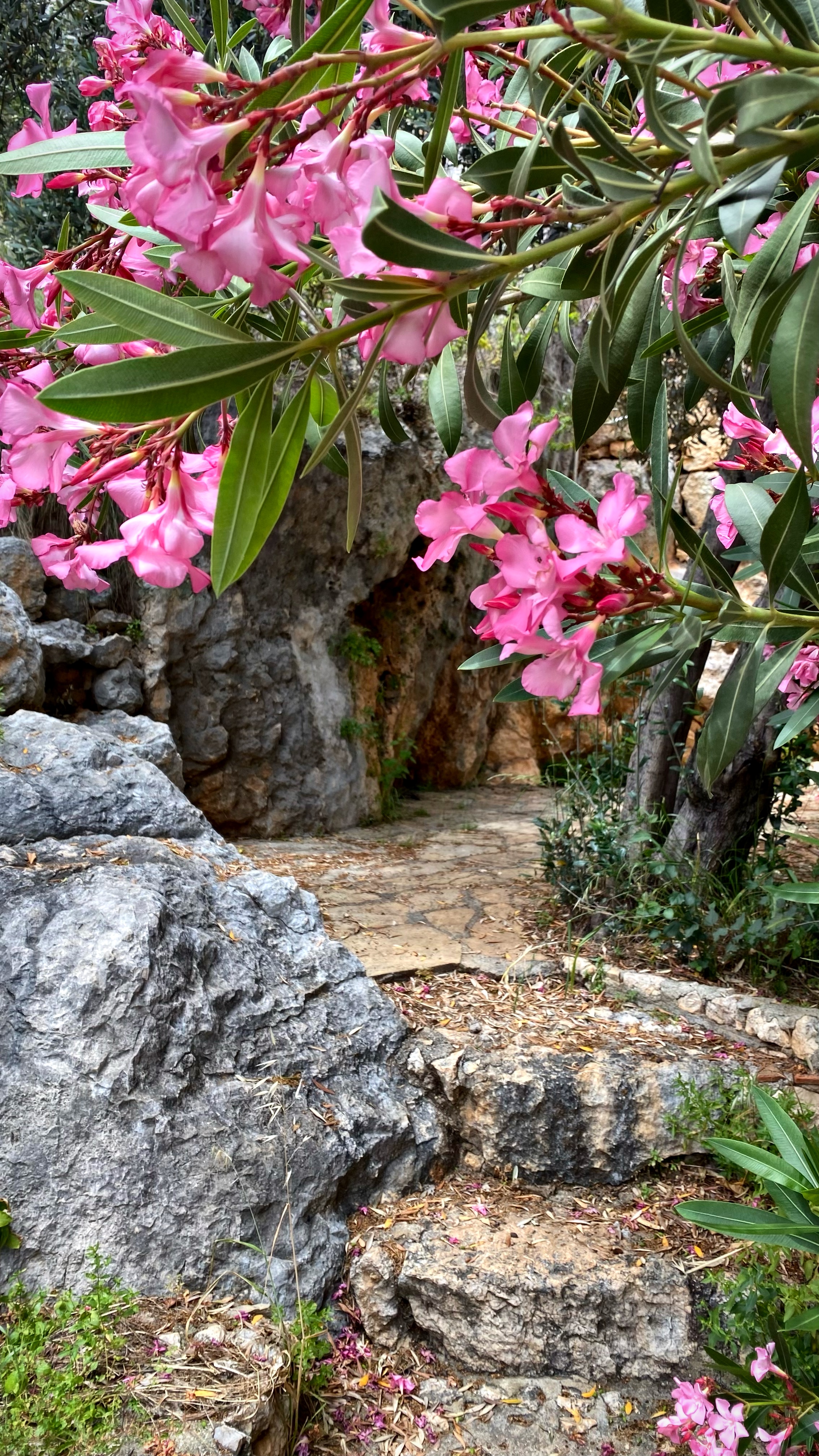 Йога-тур в Турцию. По следам Ликийской тропы, встреча с Лакшми. (68/122)