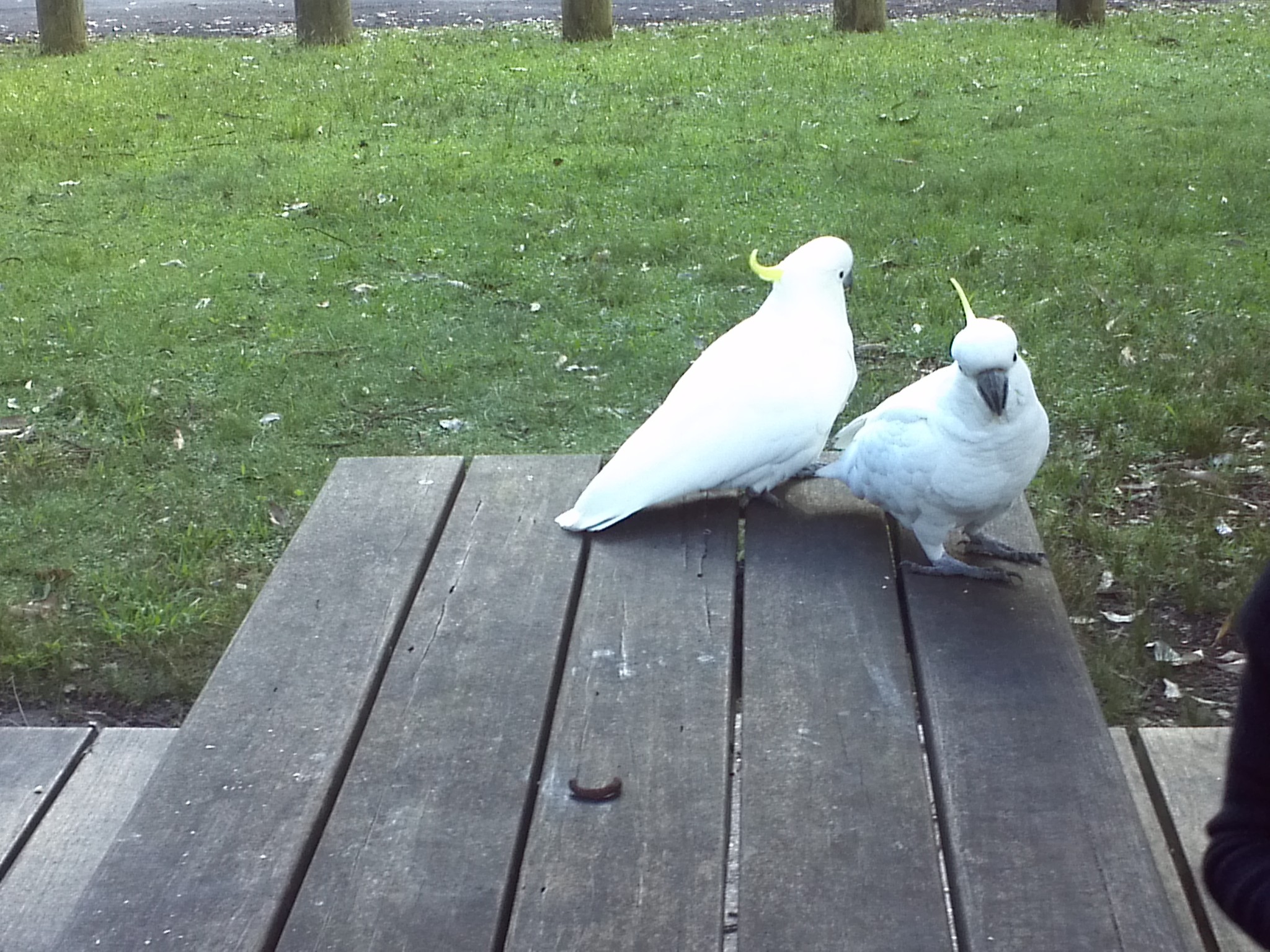 Частный тур Захватывающее путешествие вдоль южного побережья Сиднея (4/19)
