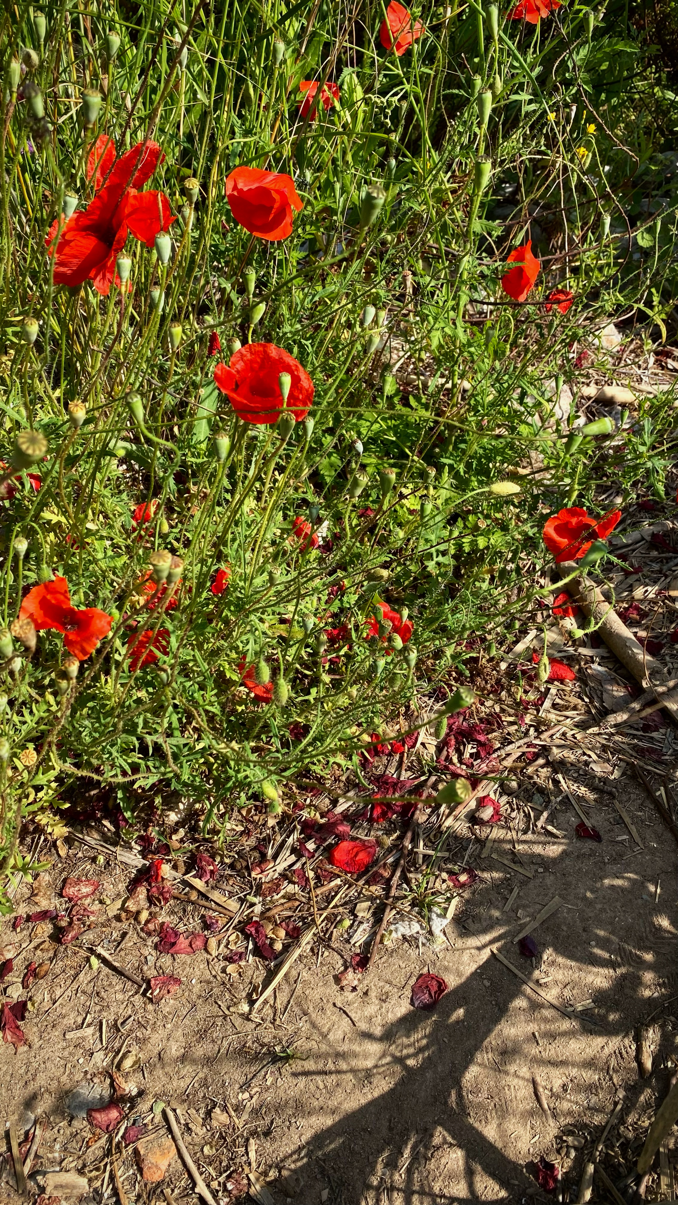 Йога-тур в Турцию. По следам Ликийской тропы, встреча с Лакшми. (73/122)