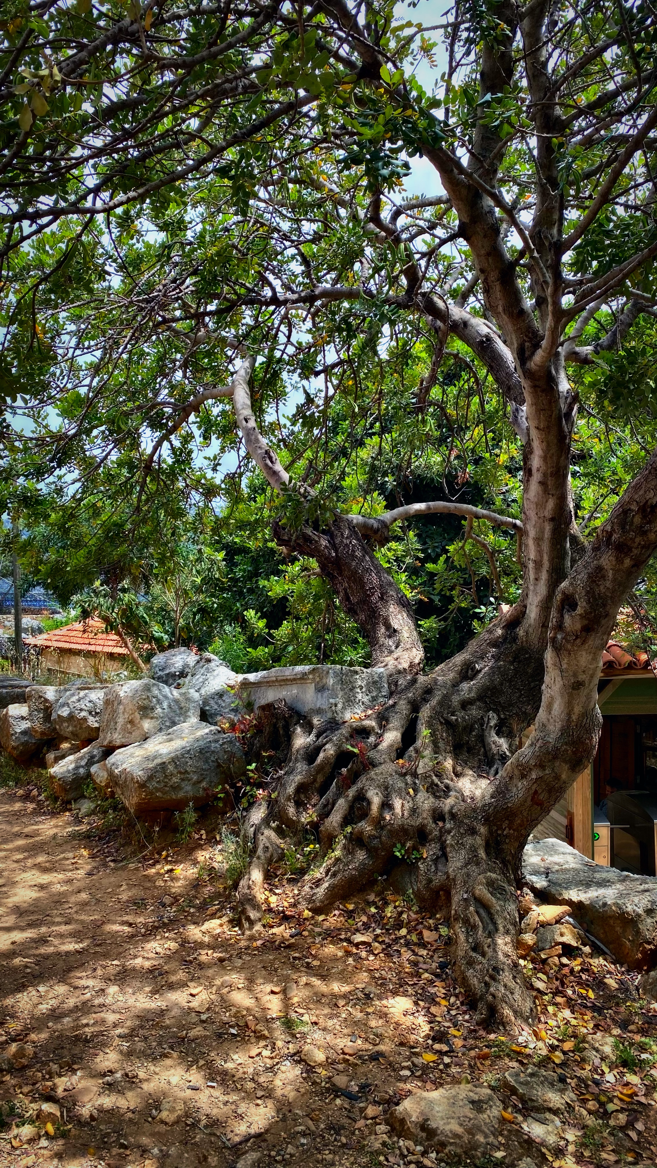 Йога-тур в Турцию. По следам Ликийской тропы, встреча с Лакшми. (6/122)