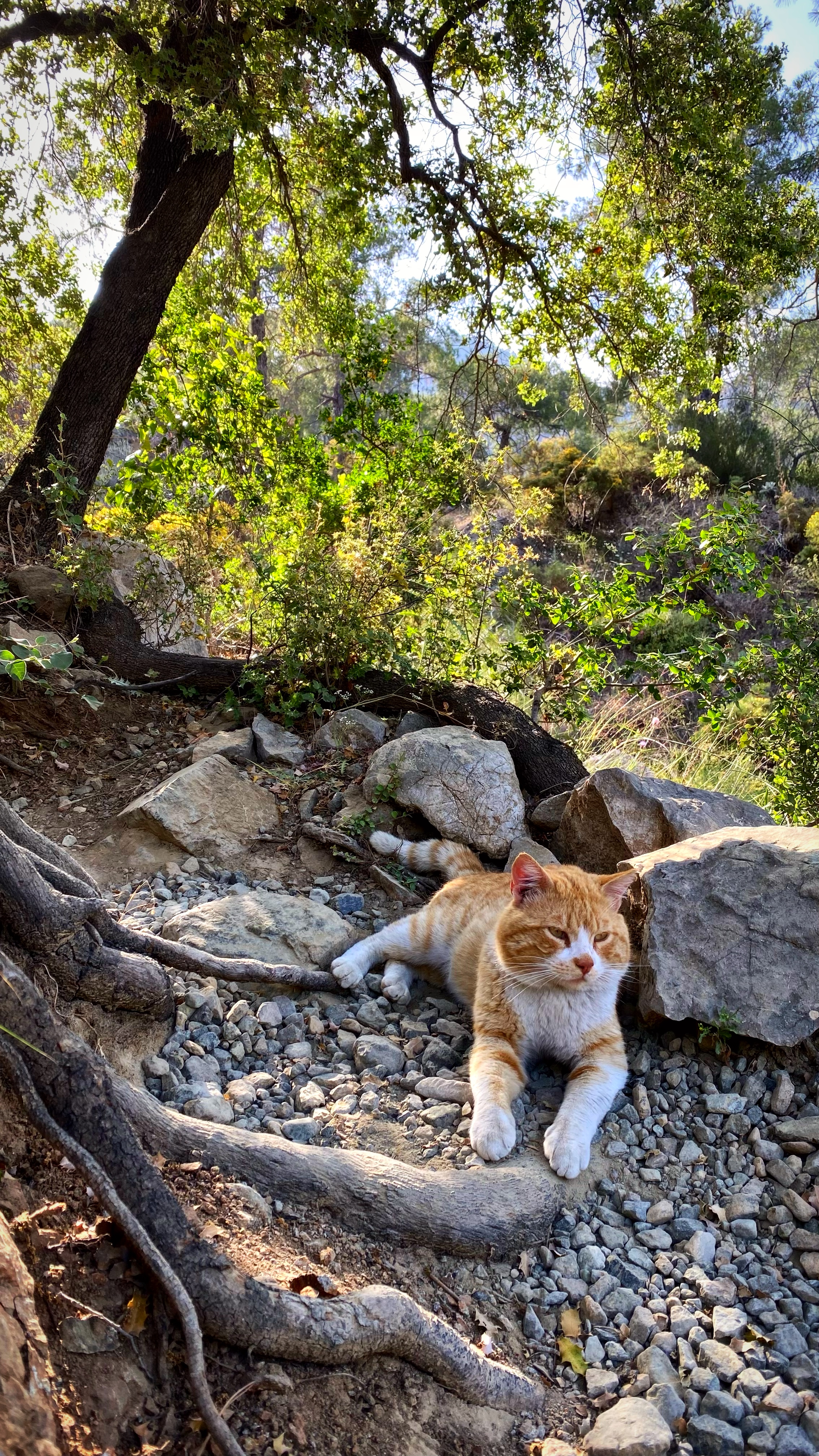 Йога-тур в Турцию. По следам Ликийской тропы, встреча с Лакшми. (15/122)