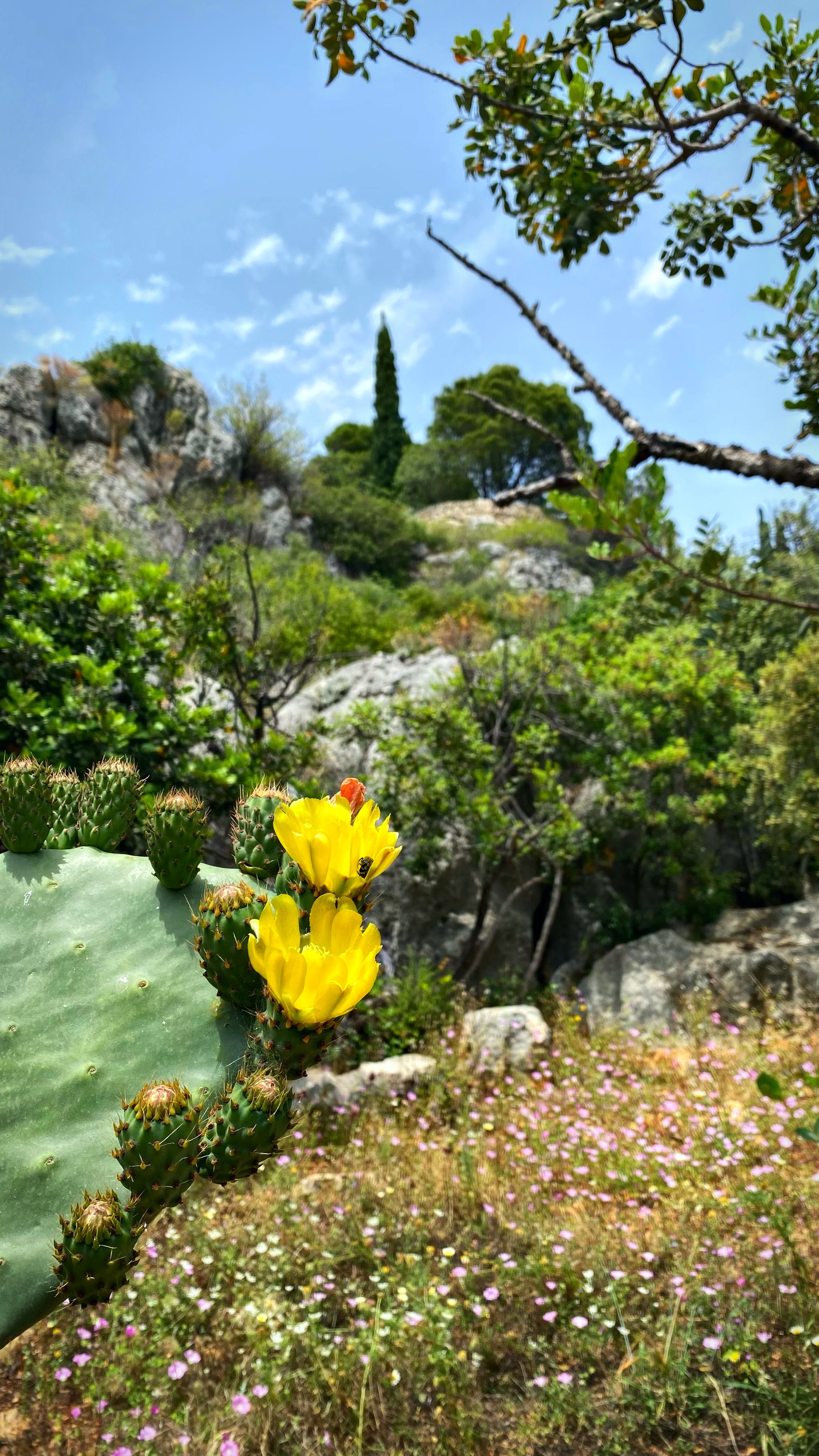 Йога-тур в Турцию. По следам Ликийской тропы, встреча с Лакшми. (31/122)
