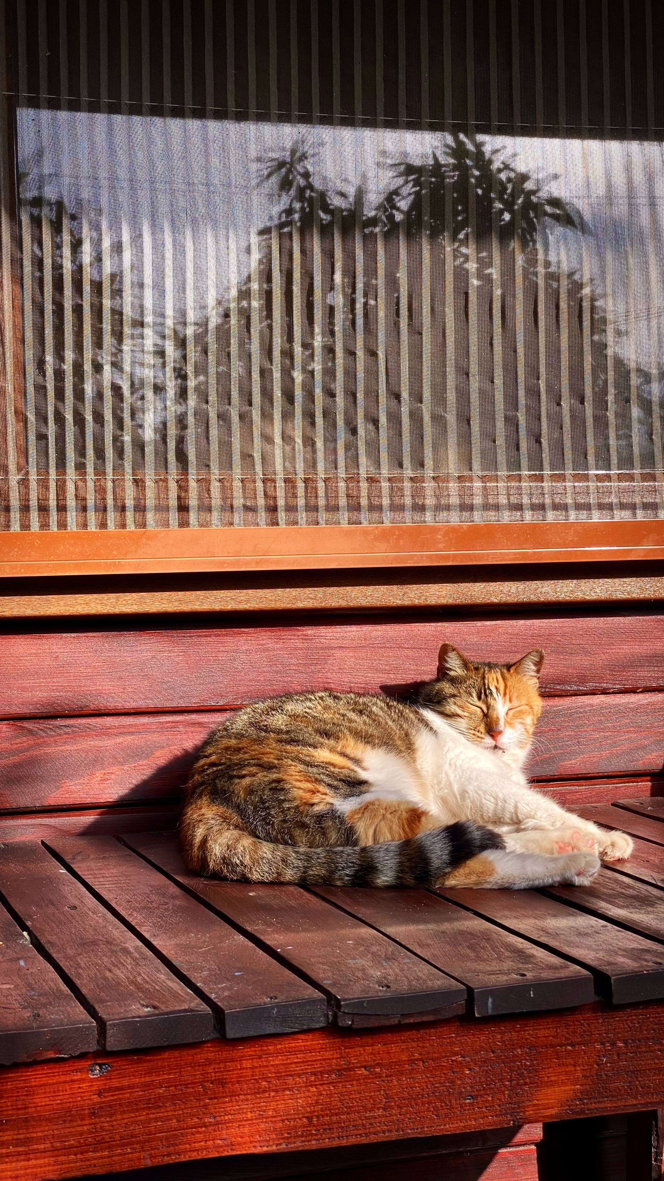 Йога-тур в Турцию. По следам Ликийской тропы, встреча с Лакшми. (100/122)
