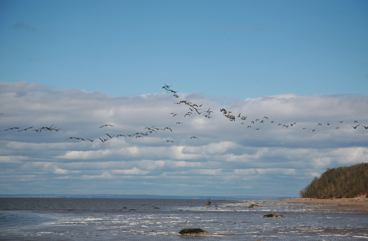 В гостях у поморов: на Южный берег Белого моря 7 дней (15/68)
