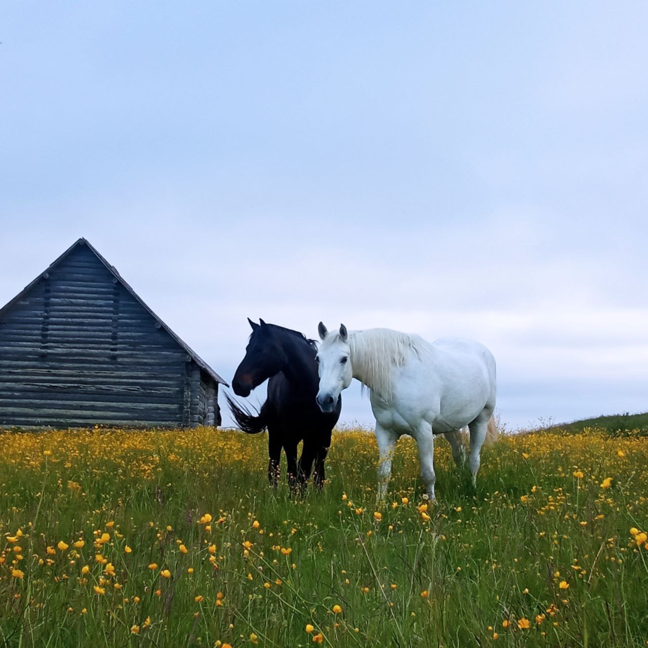 В гостях у поморов: на Южный берег Белого моря 7 дней (18/68)