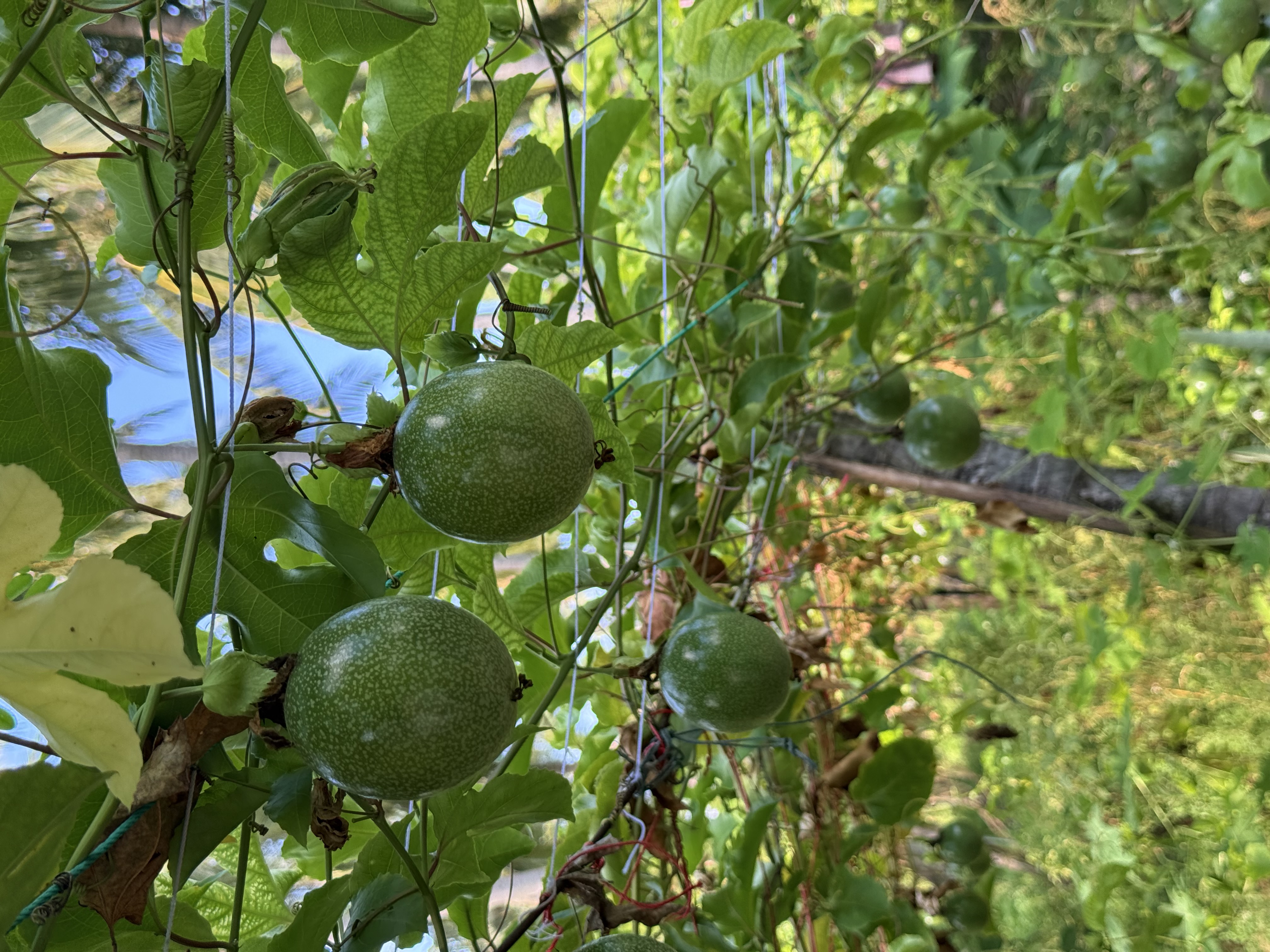 Туры На Мальдивы. Все Включено в Новом отеле (19/53)