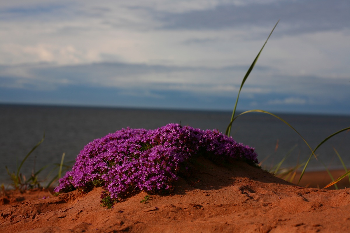 В гостях у поморов: на Южный берег Белого моря 7 дней (12/68)