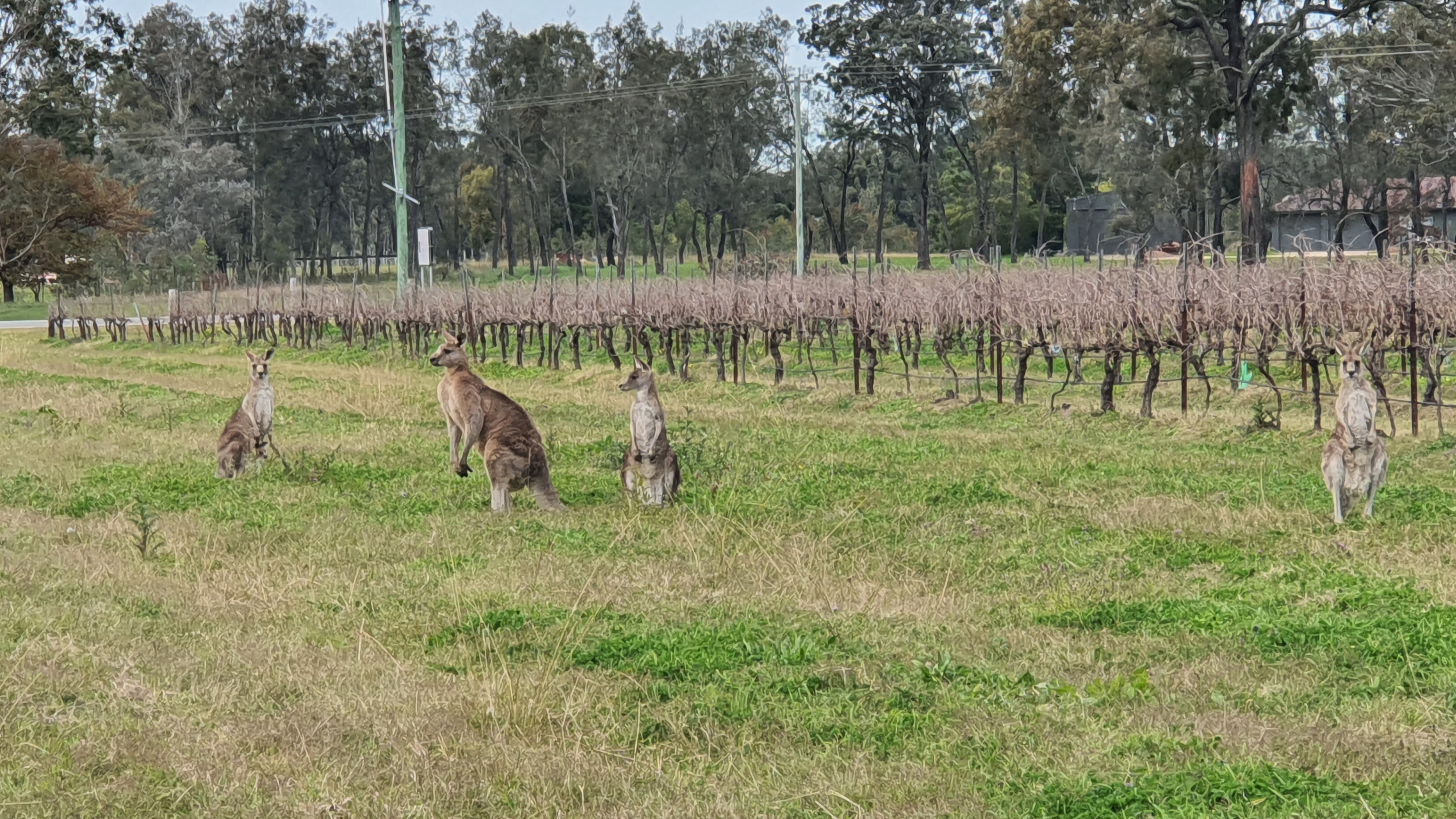 Частный люкс-тур с дегустацией вин в Hunter Valley (7/14)