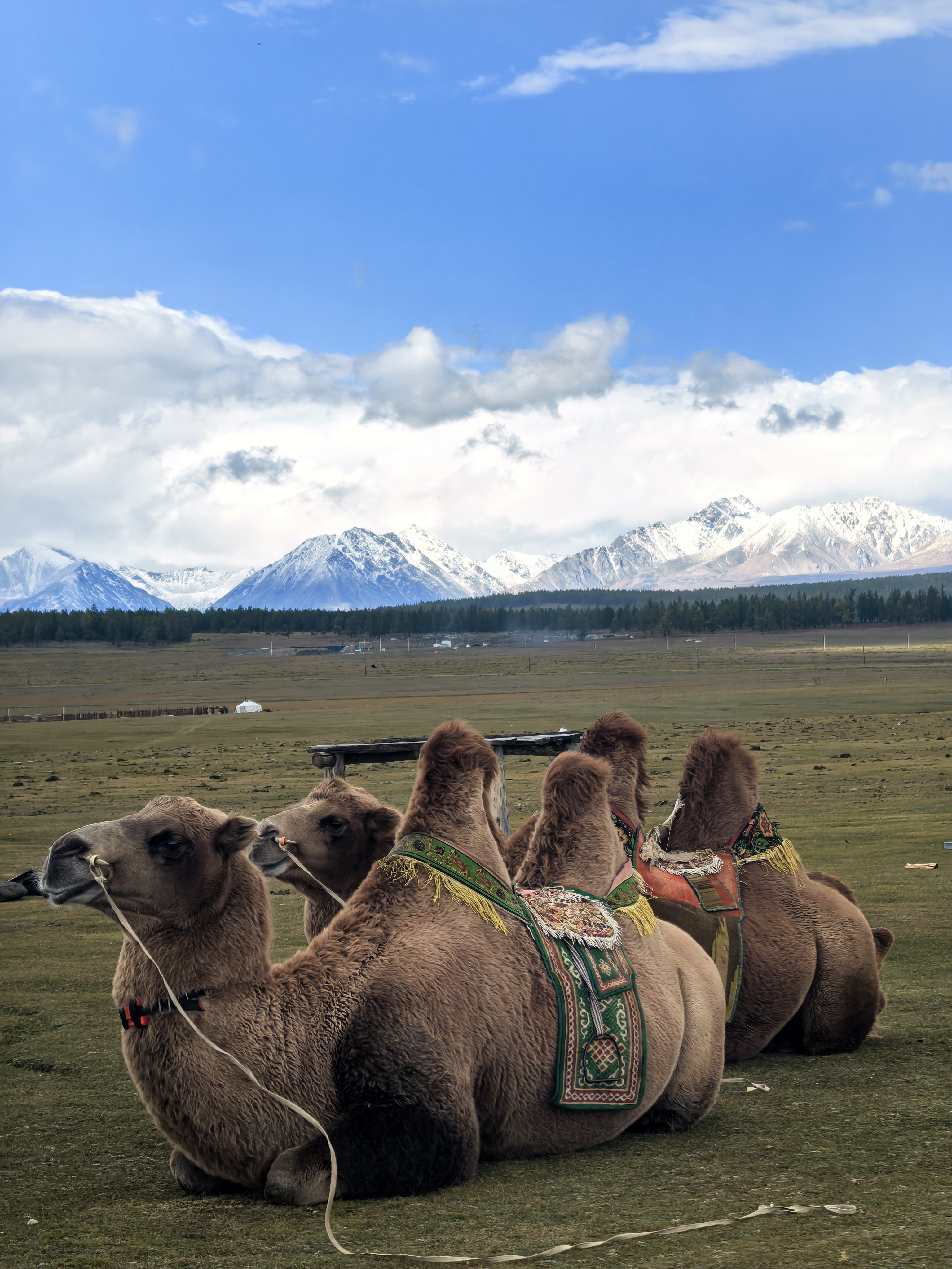 Высокогорная Монголия. (30/82)