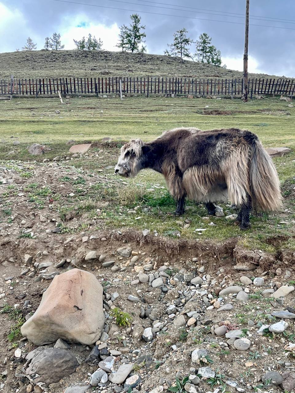 Высокогорная Монголия. (68/82)