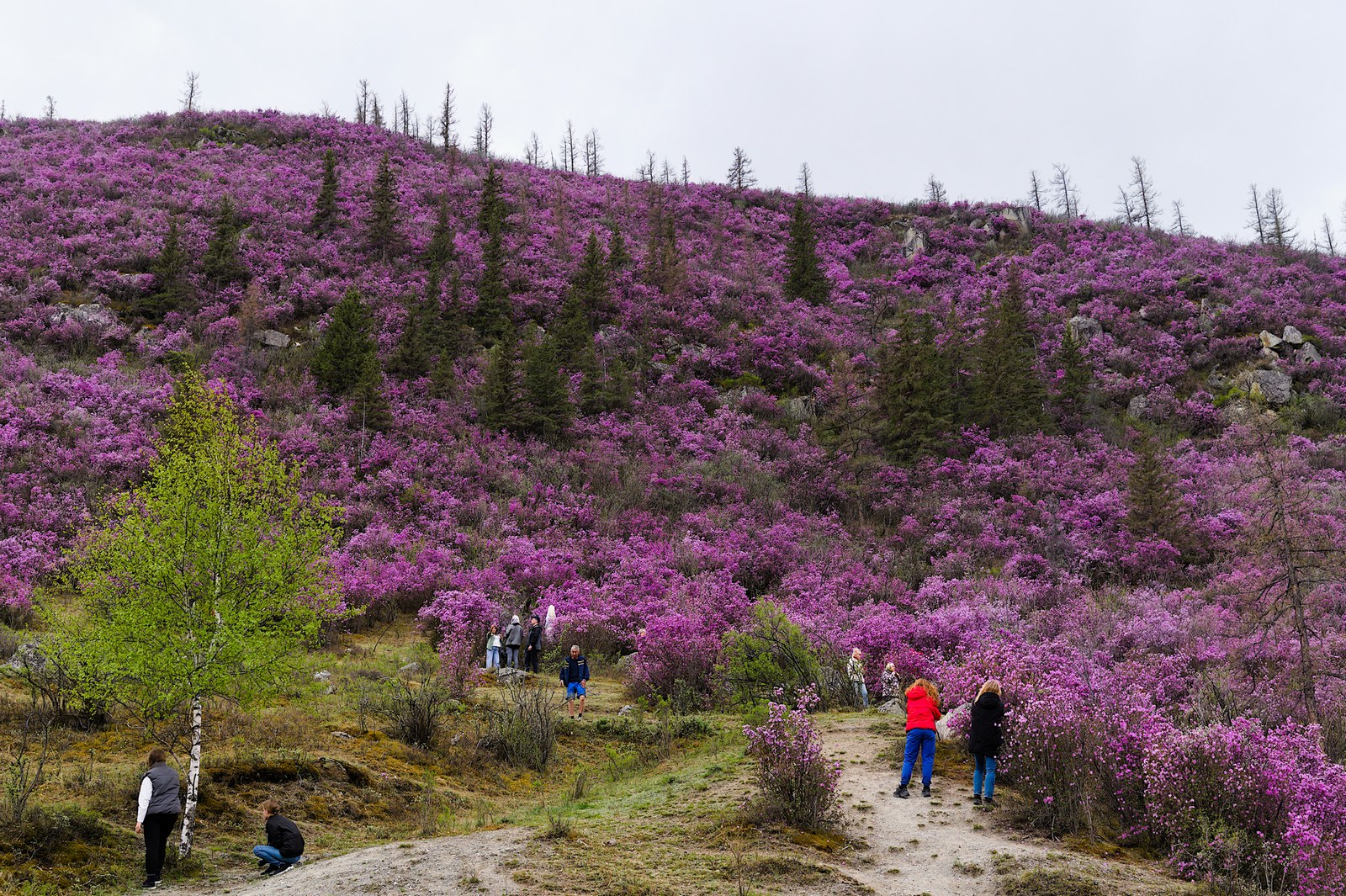 Тур по цветущему Алтаю с трекингами налегке (16/39)