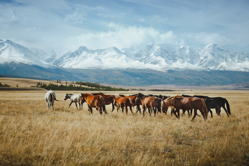 Горно-Алтайск