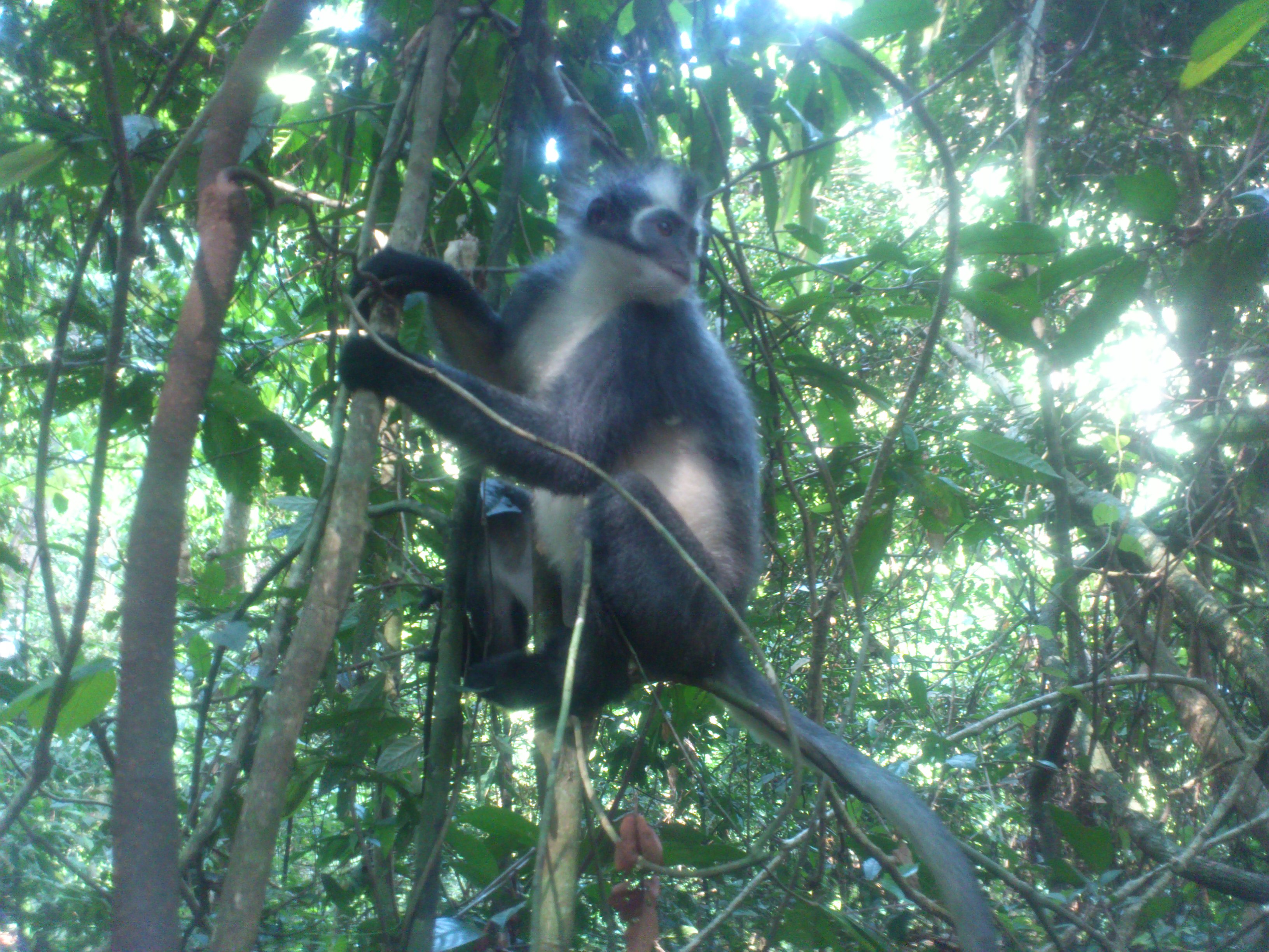 Экотрип на Суматру (8/52)