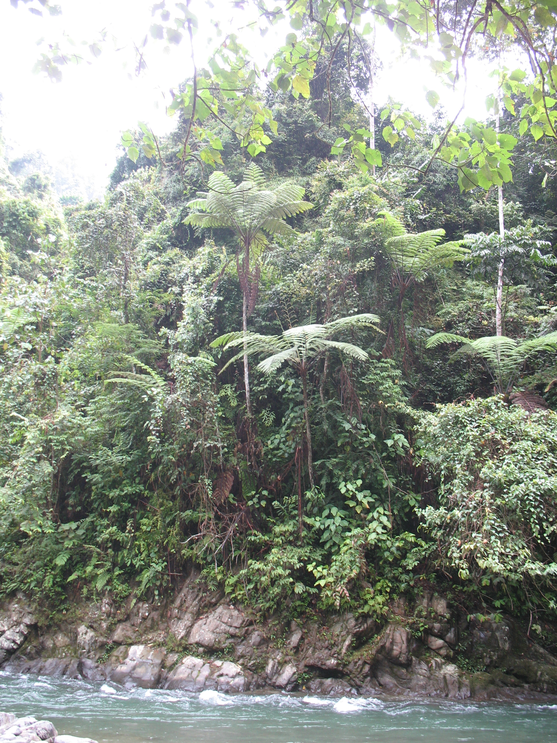 Экотрип на Суматру (29/52)