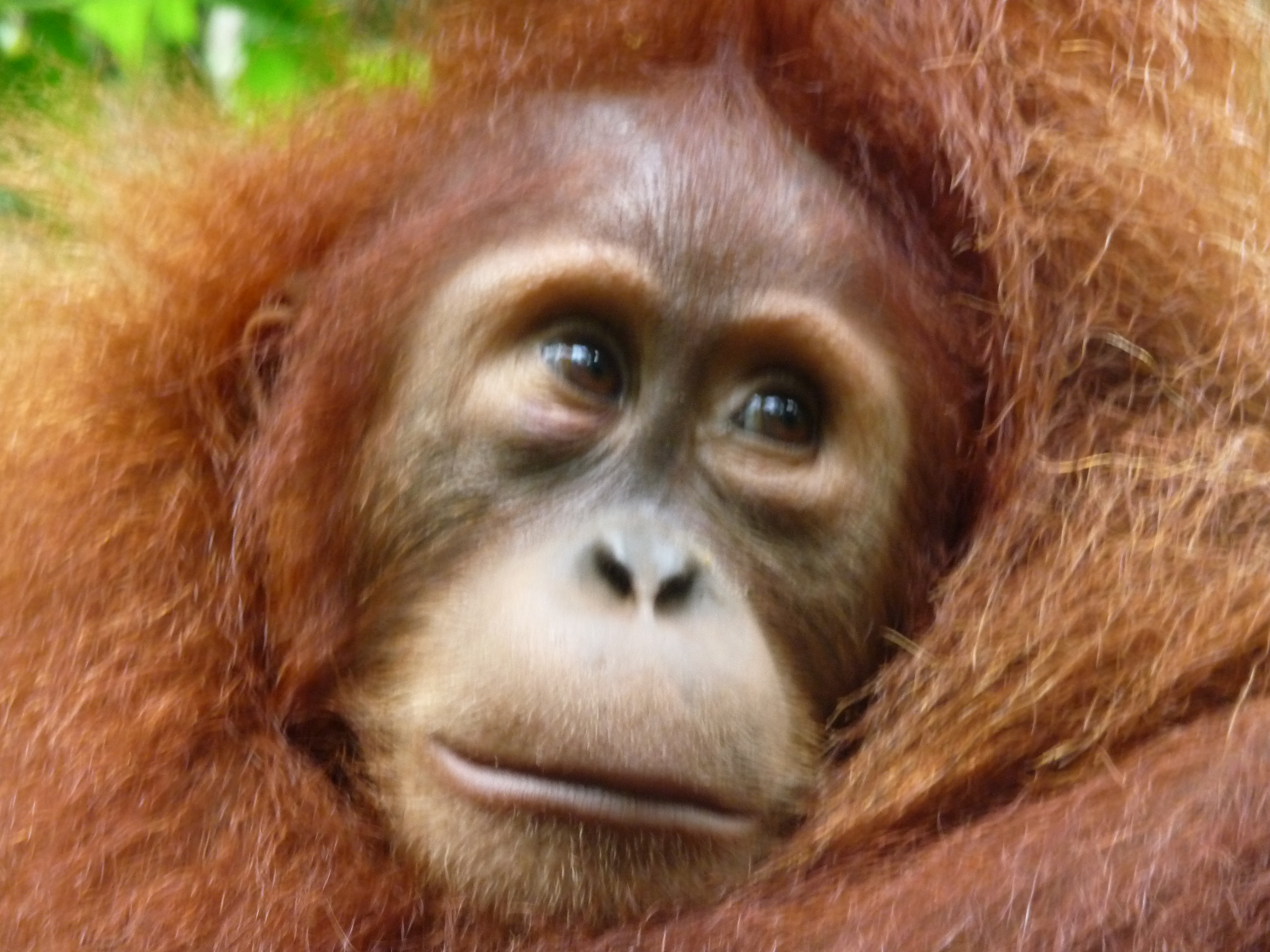 Экотрип на Суматру (15/52)