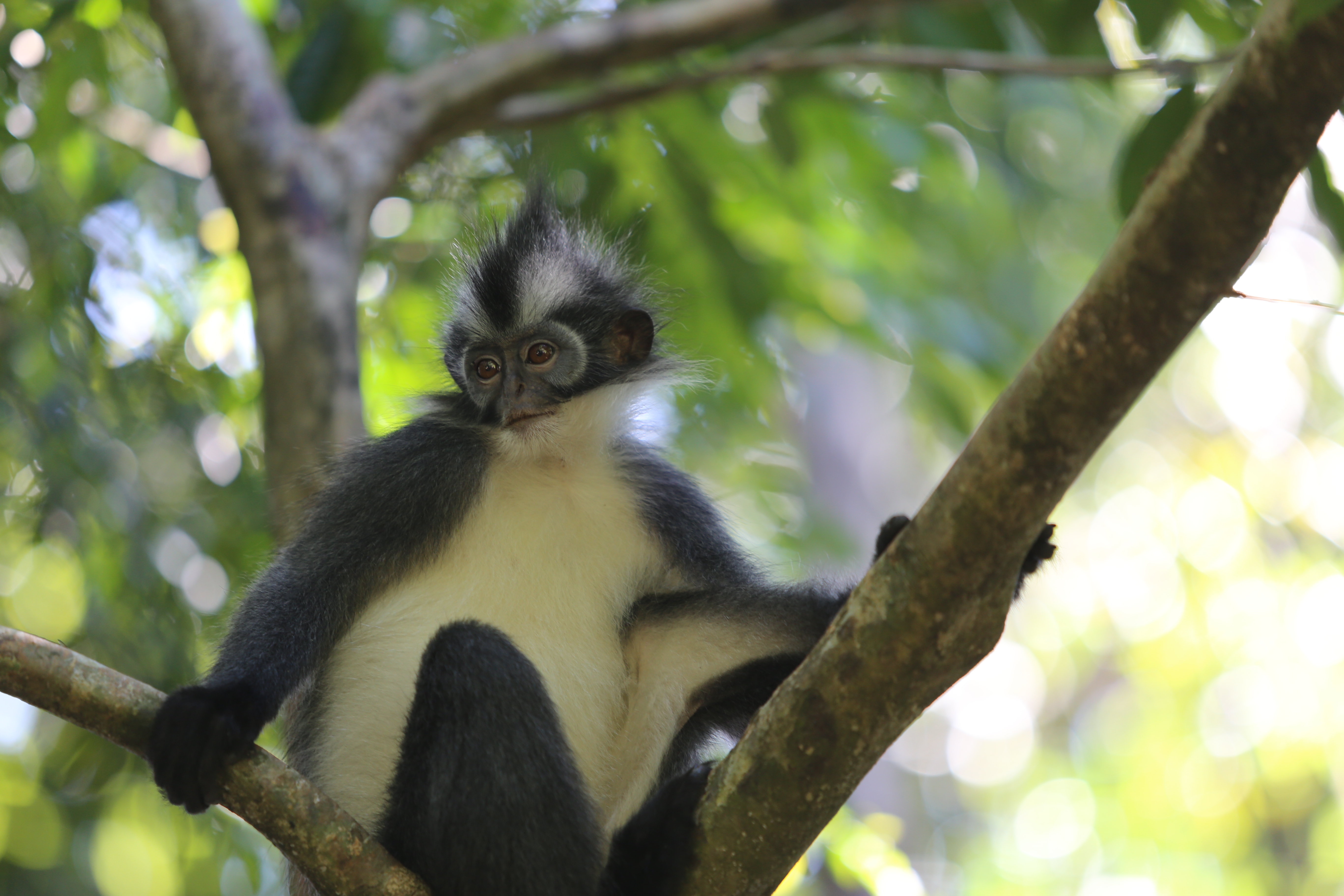 Экотрип на Суматру (16/52)