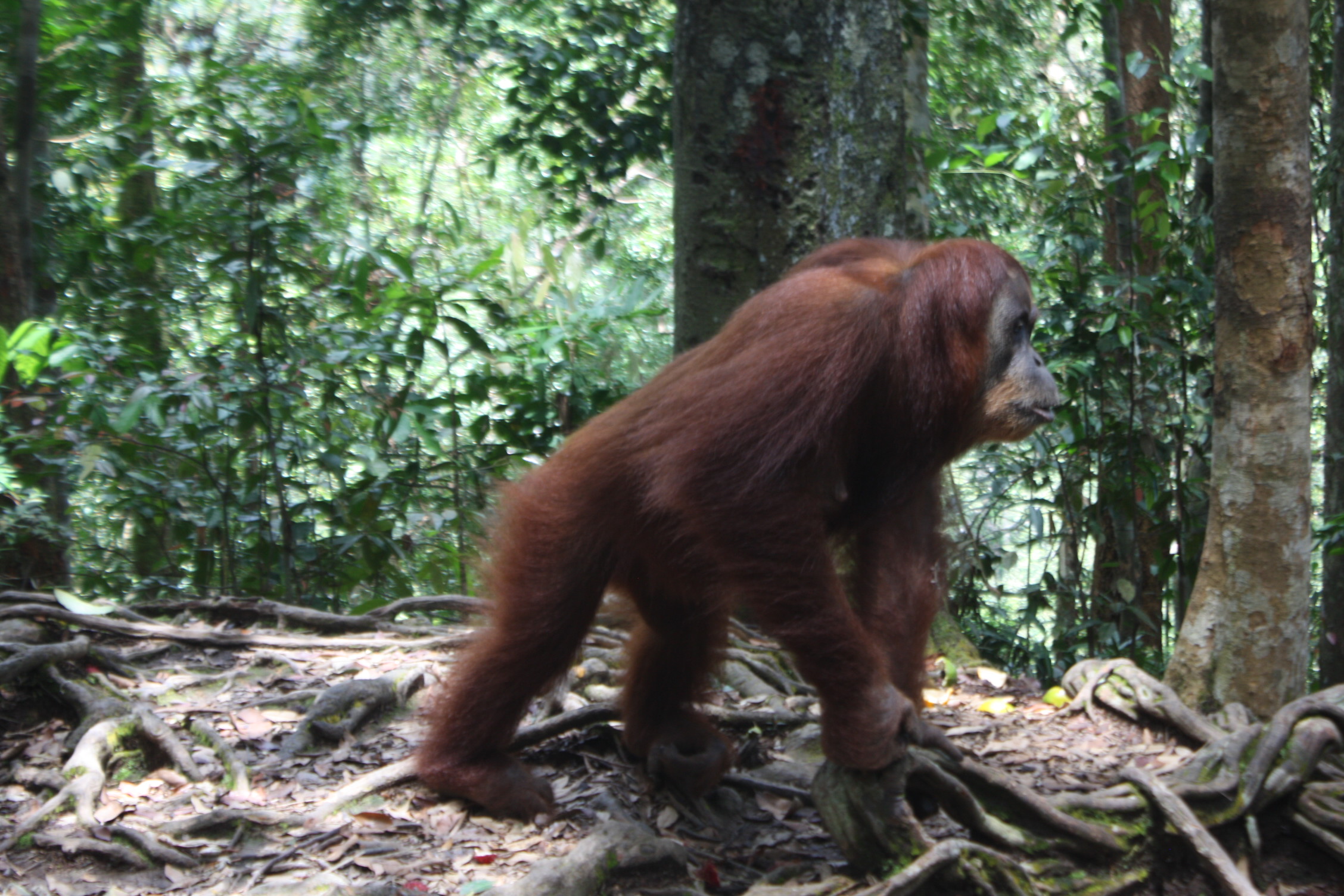Экотрип на Суматру (14/52)