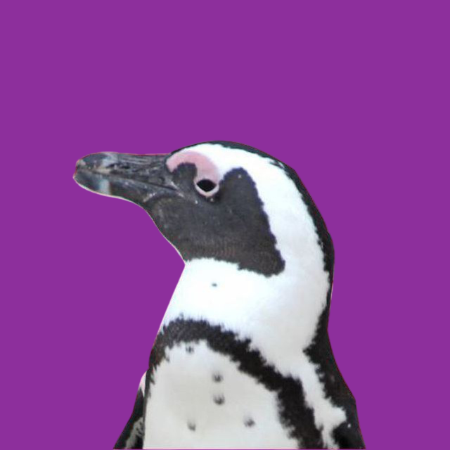 Юар: в гости к китам! Кейптаун, пингвины, киты и сафари.