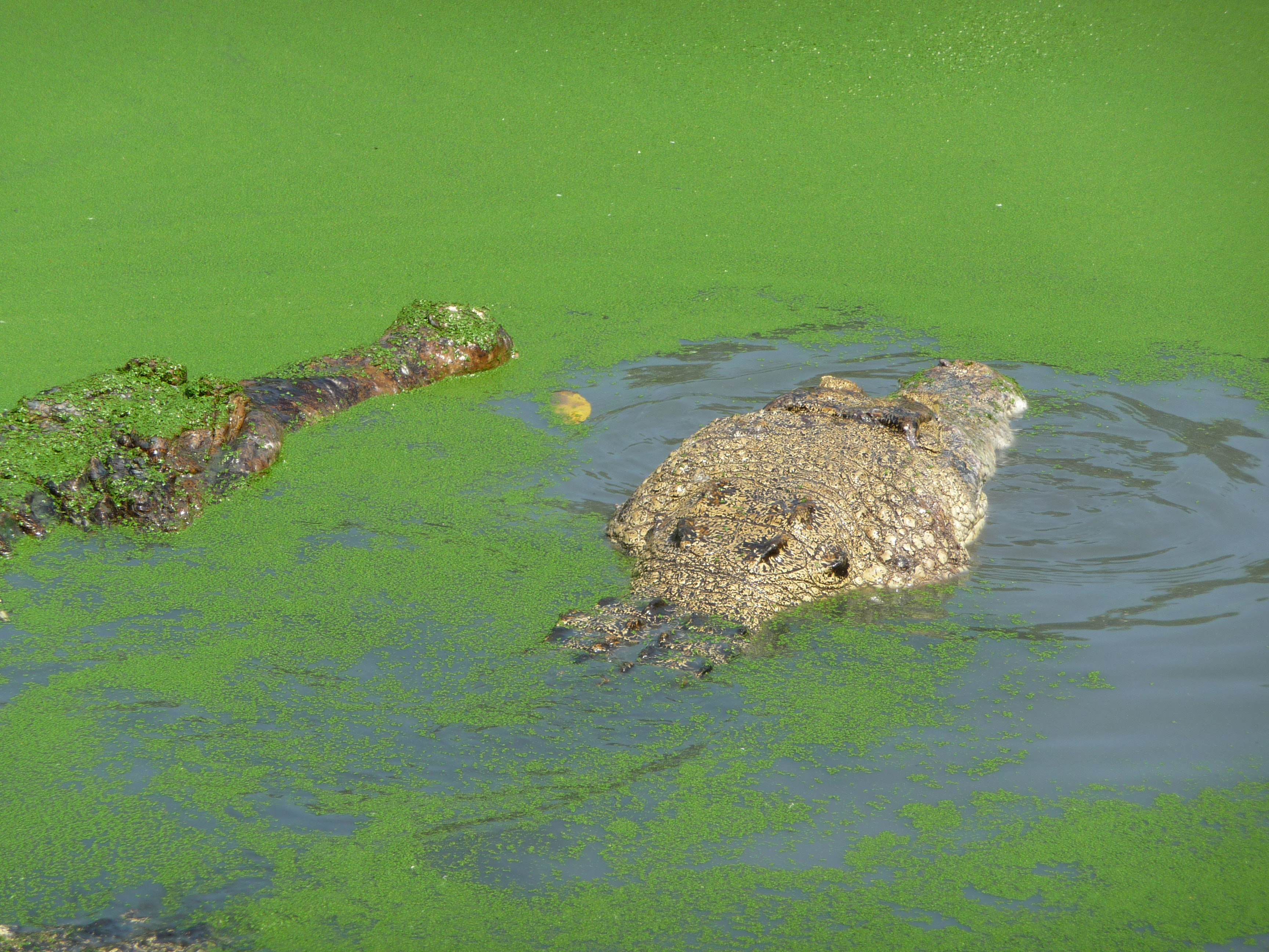 Экотрип на Суматру (7/52)