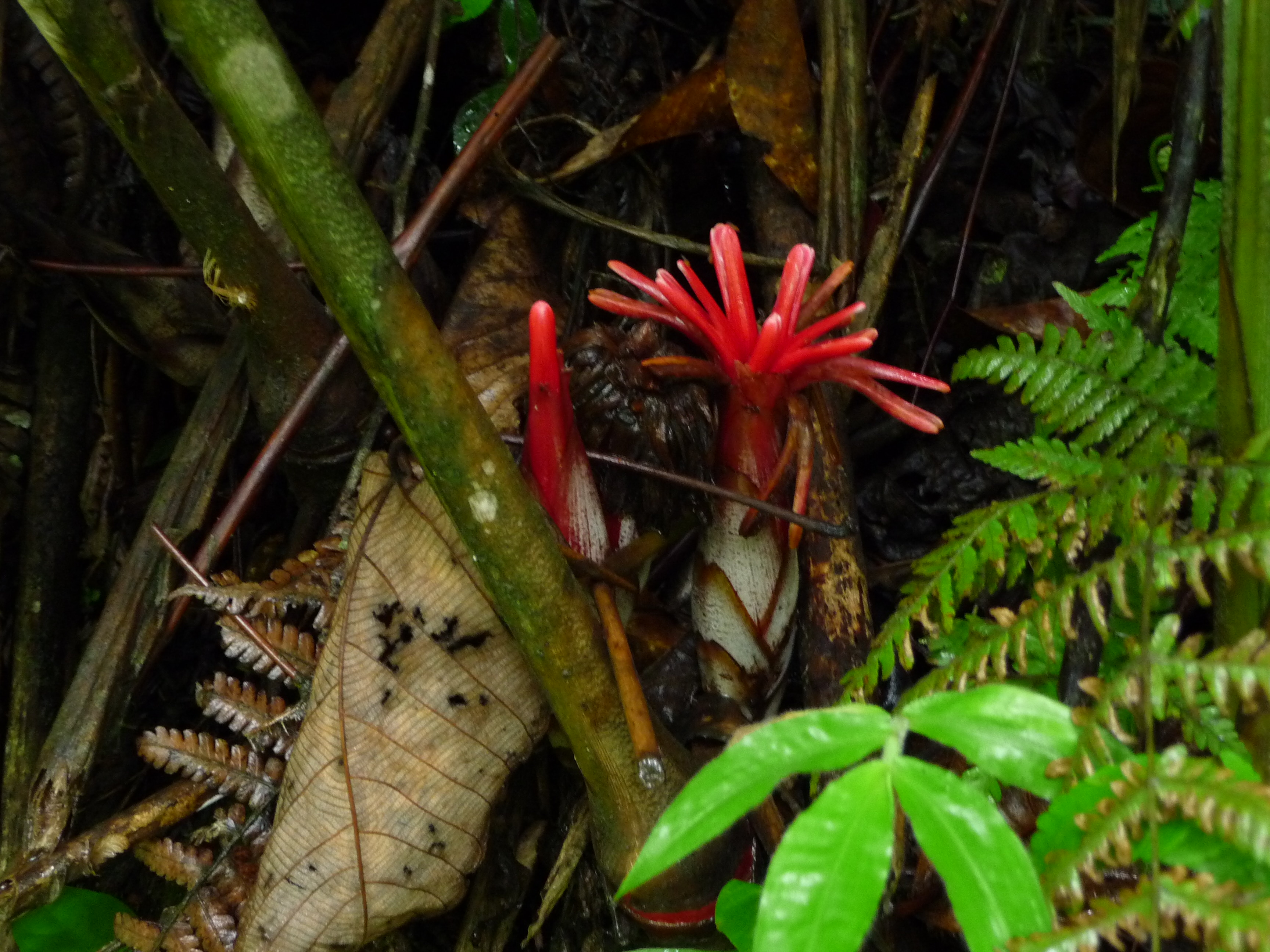 Экотрип на Суматру (13/52)