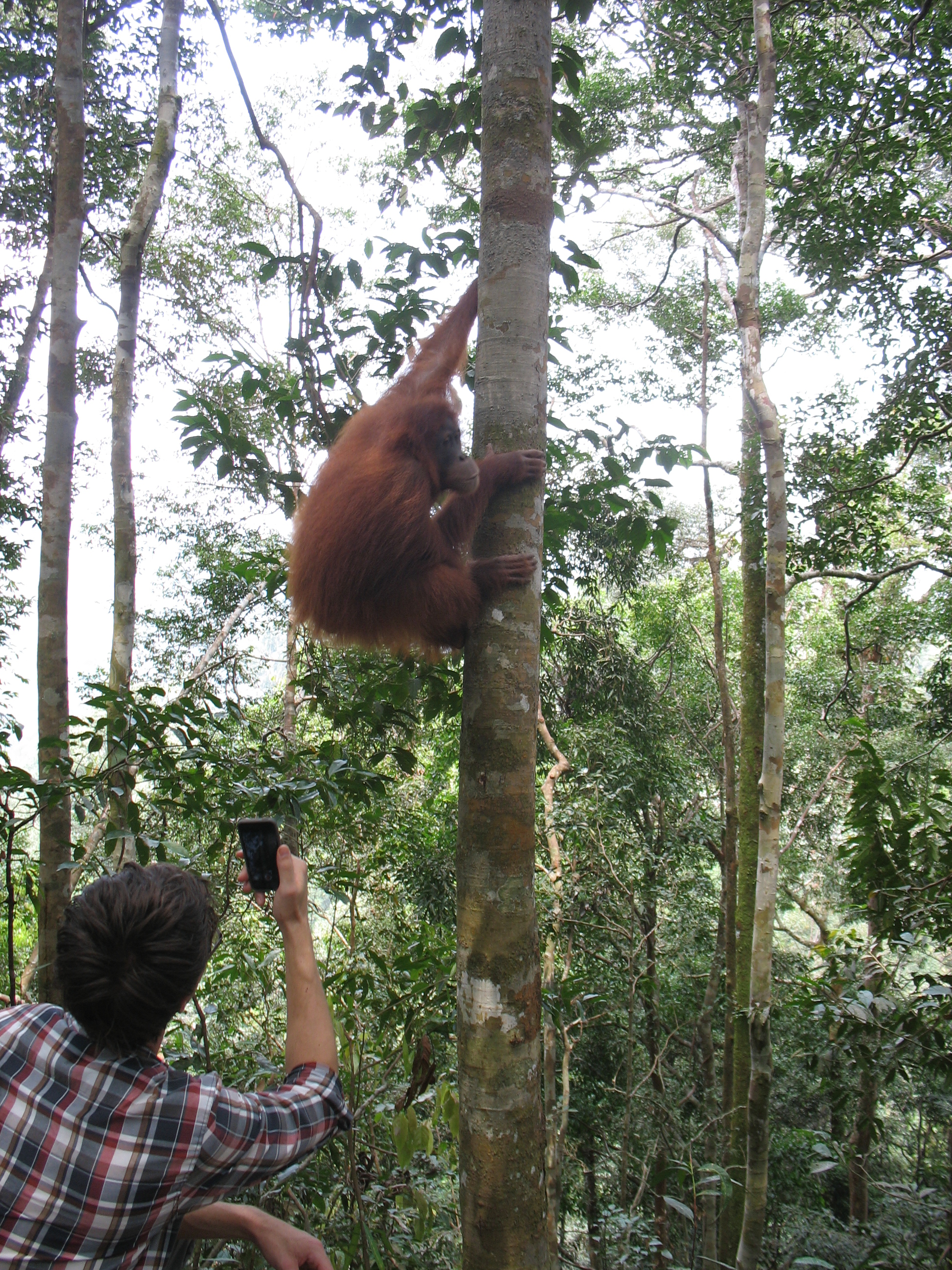 Экотрип на Суматру (31/52)