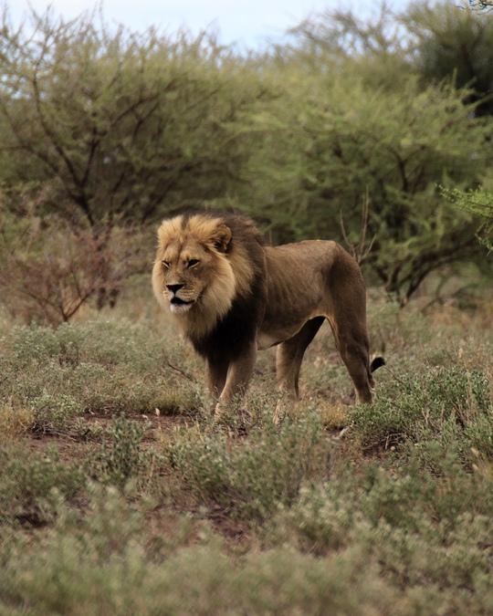 Лучший Новый год в Африке! Кения: сафари + океан