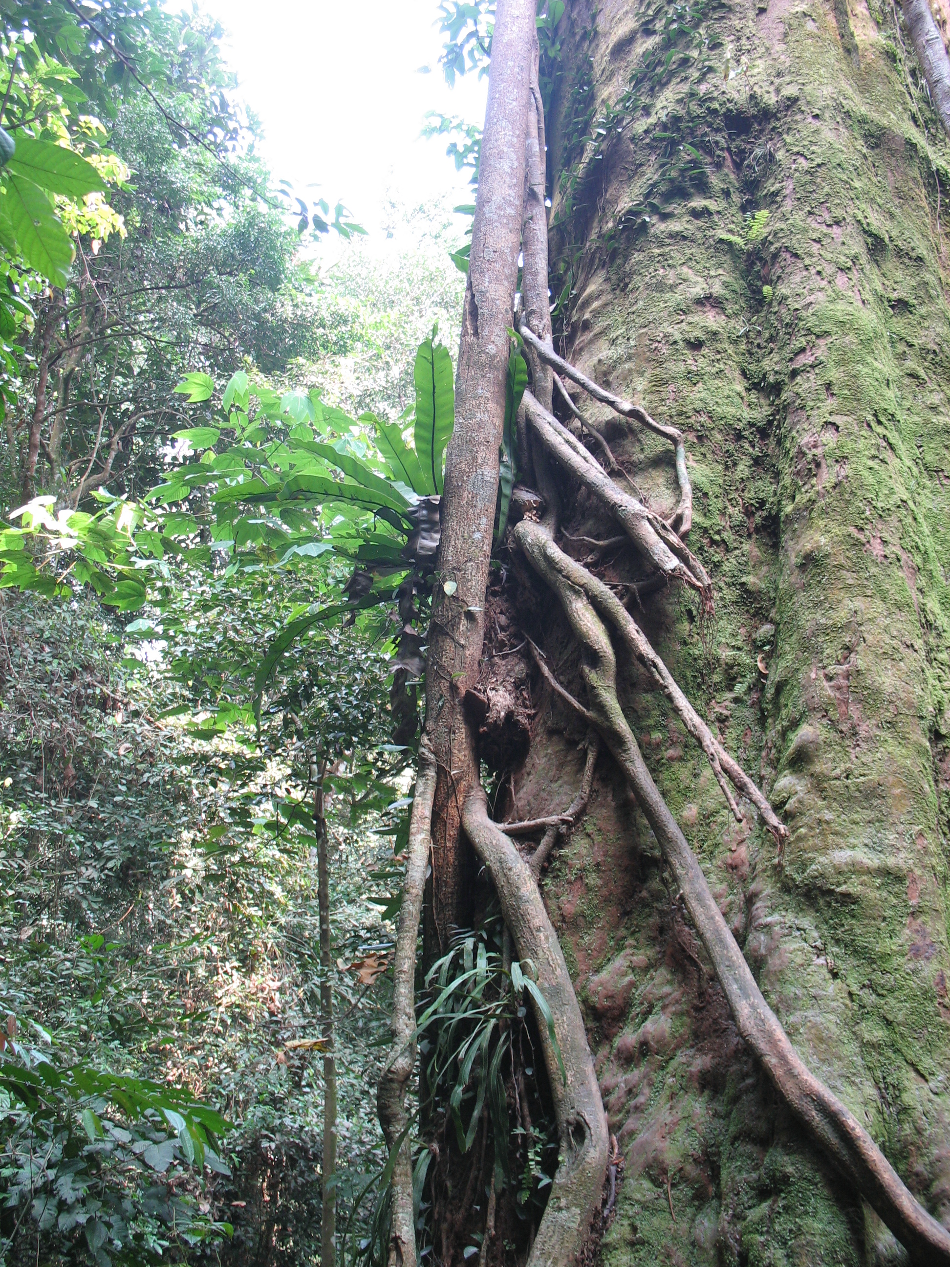 Экотрип на Суматру (30/52)