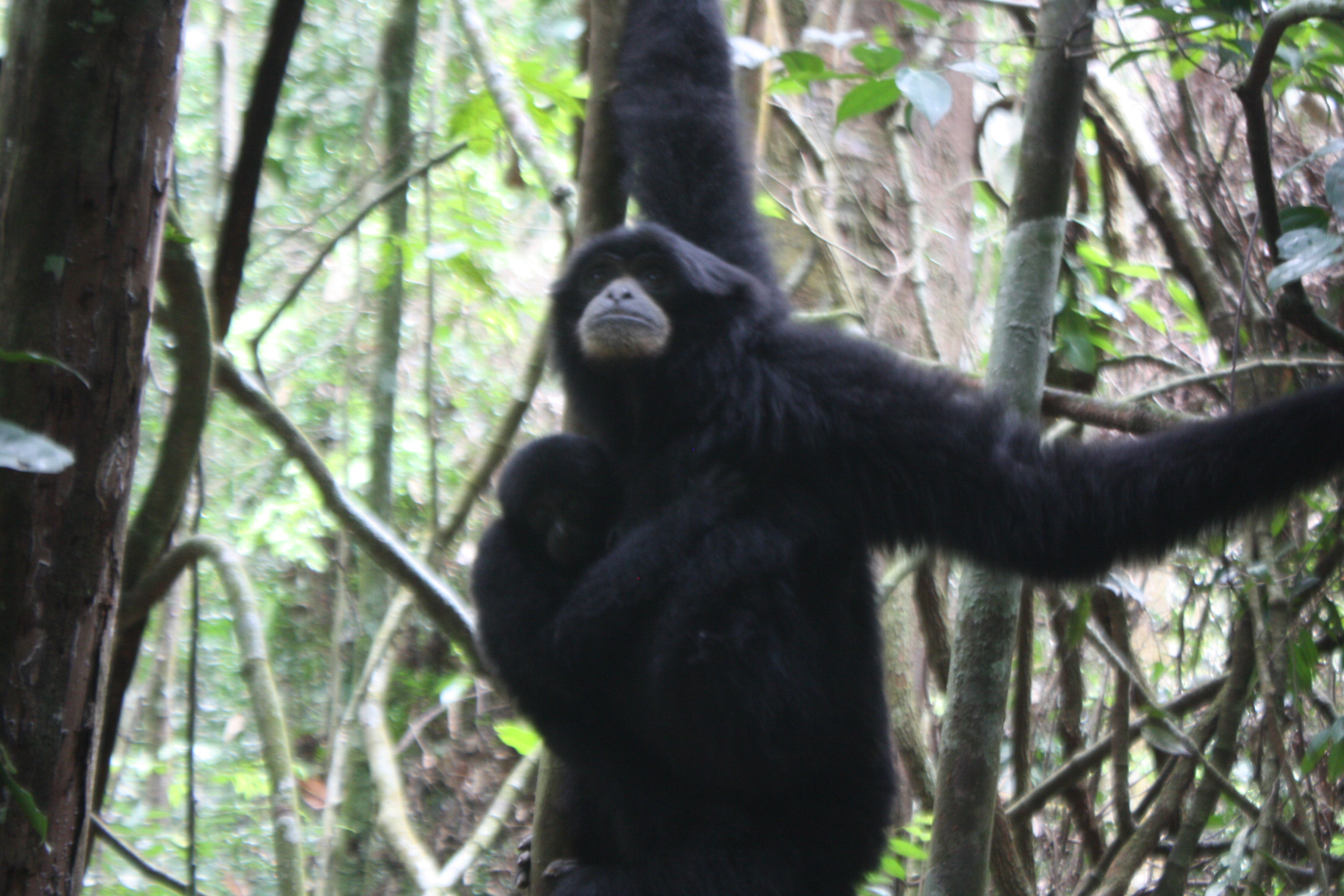 Экотрип на Суматру (10/52)