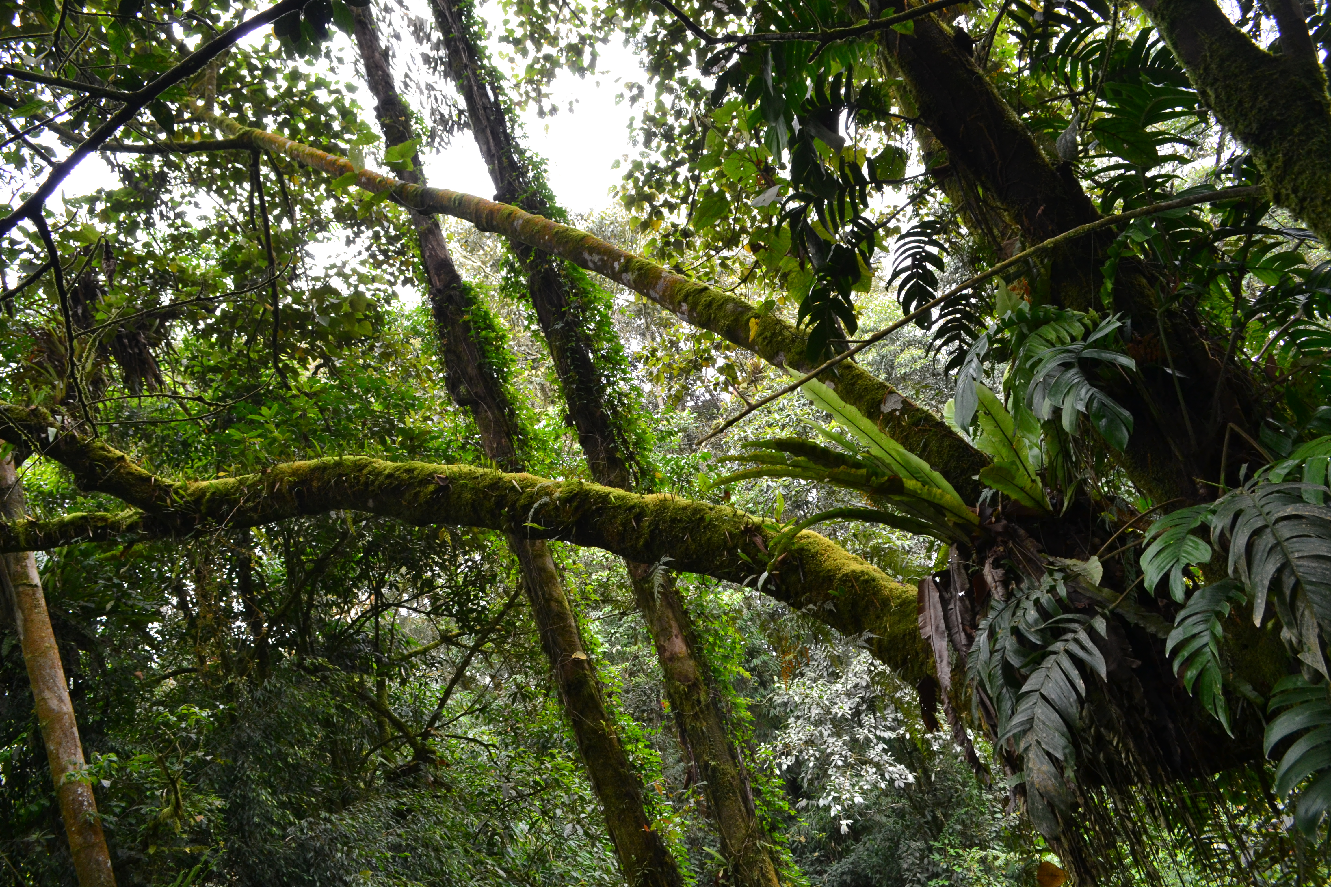 Экотрип на Суматру (19/52)