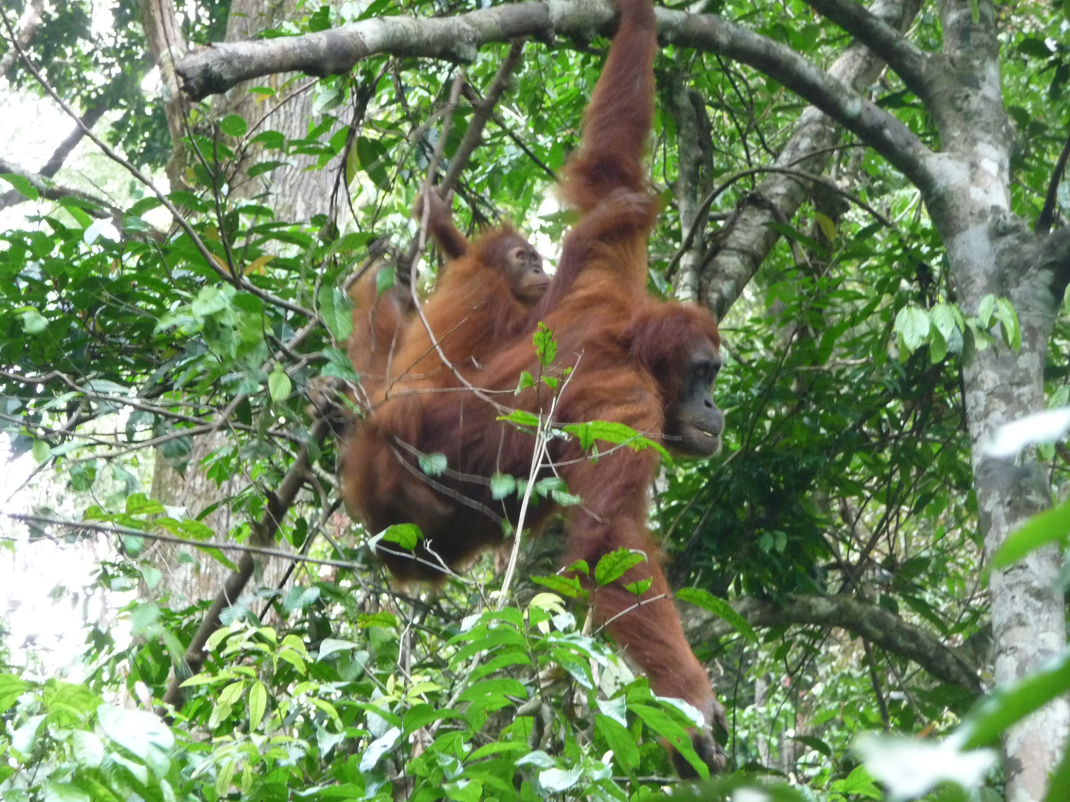 Экотрип на Суматру (12/52)