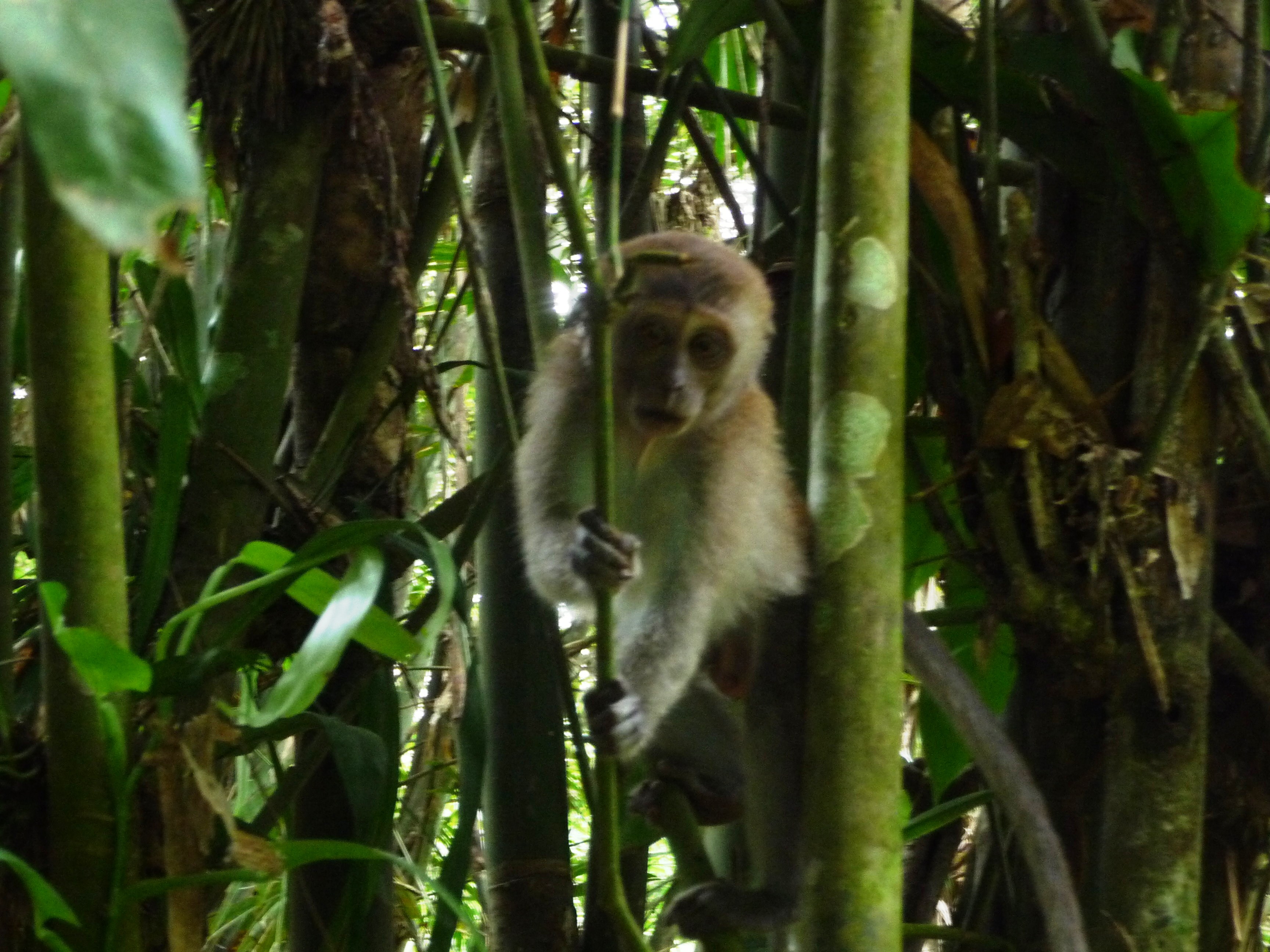 Экотрип на Суматру (11/52)