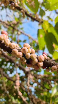 Трекинг в джунглях Пхукета (7/14)