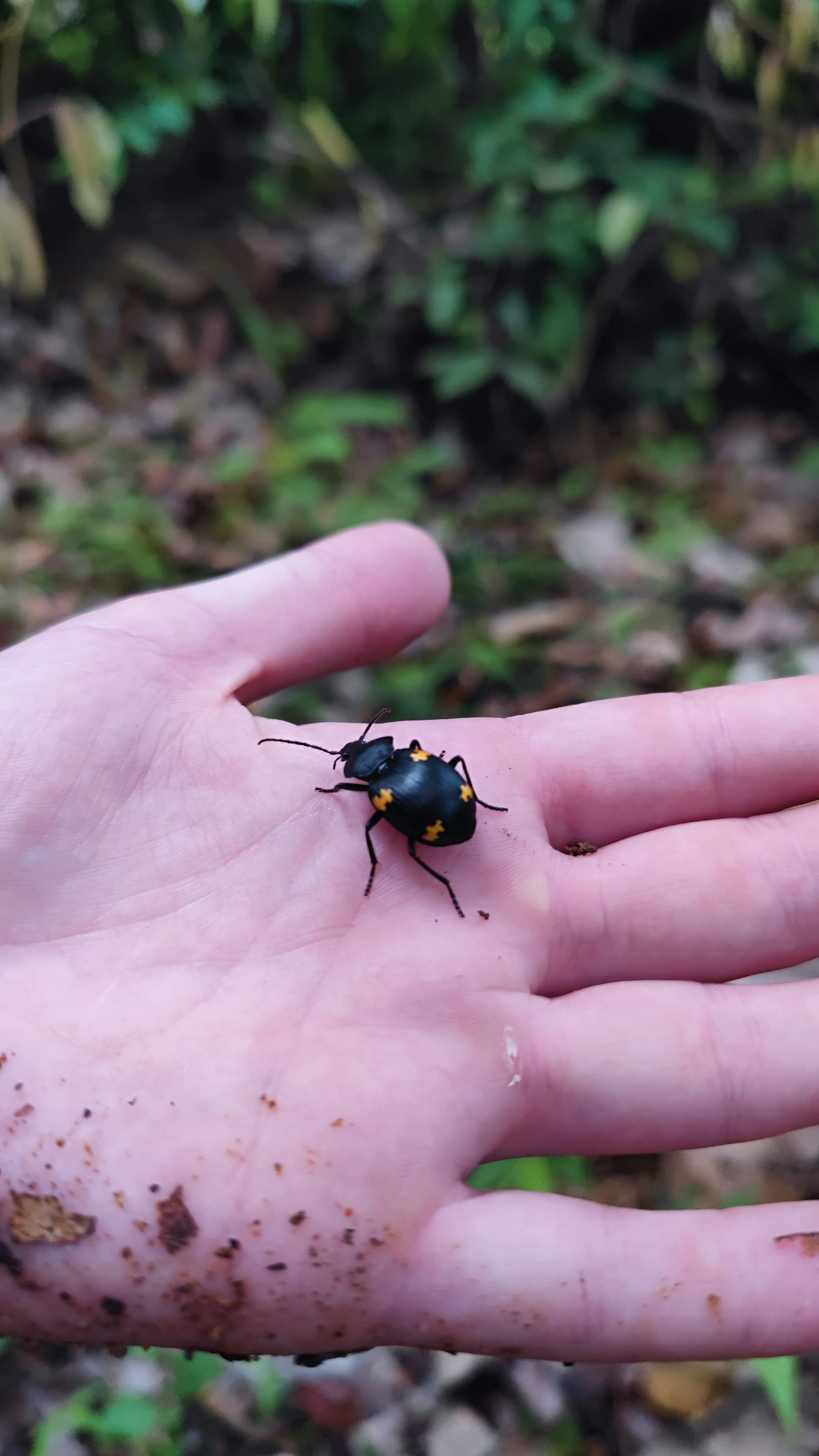 Трекинг в джунглях Пхукета (14/14)