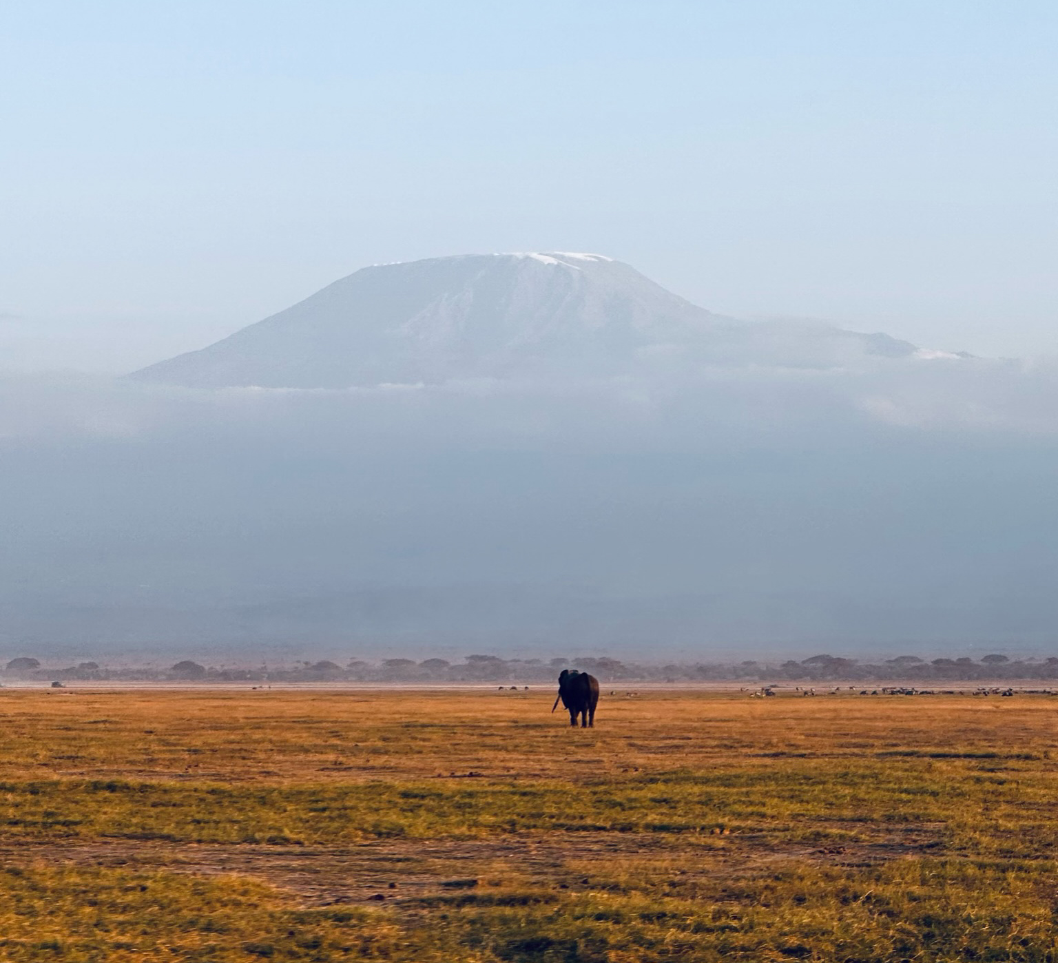 Лучший сафари тур 2025: Великая Миграция в Кении (10/10)
