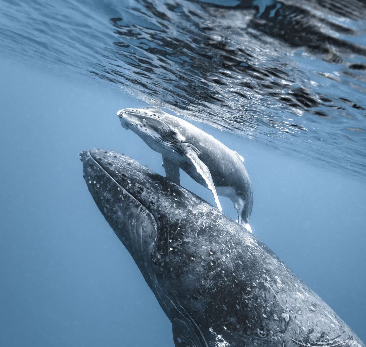 Юар: в гости к китам! Кейптаун, пингвины, киты и сафари.