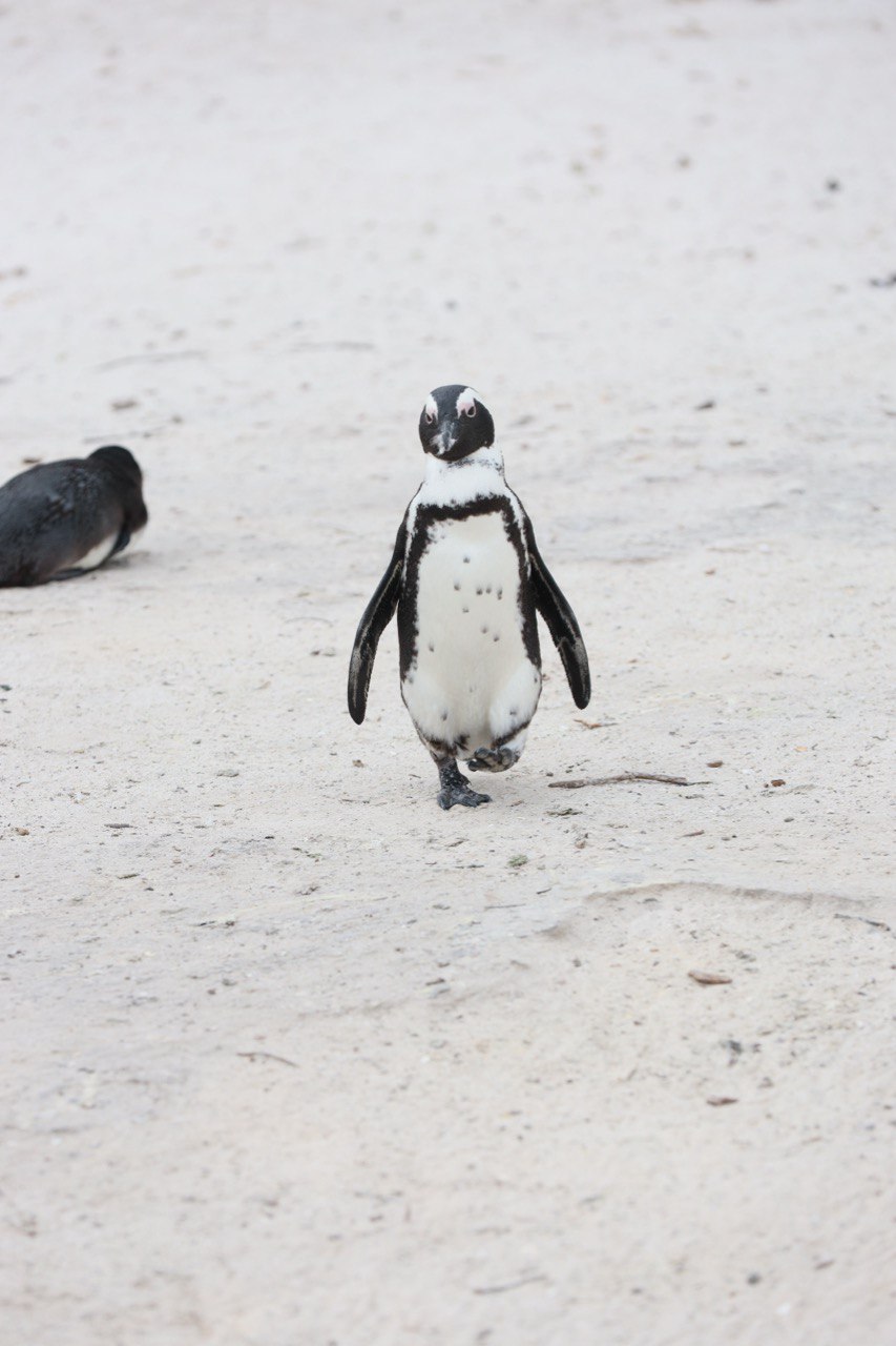 Юар: в гости к китам! Кейптаун, пингвины, киты и сафари. (2/20)