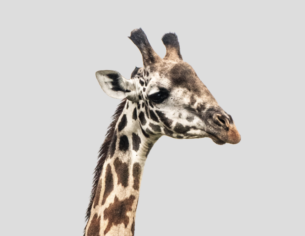 Лучший сафари тур 2025: Великая Миграция в Кении (6/10)