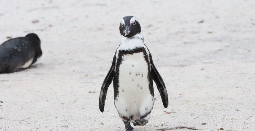 Юар: меняем зиму на лето! Кейптаун, пингвины и сафари.