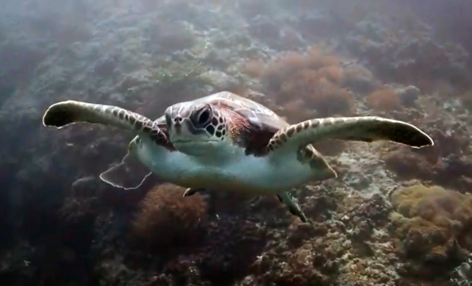 Voyager — экспедиция к бухтам с черепахами (7/18)