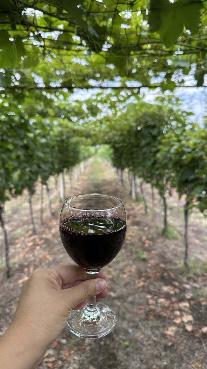 Ртвели Тур: Осень, Вино И Грузинская Душа (5/23)