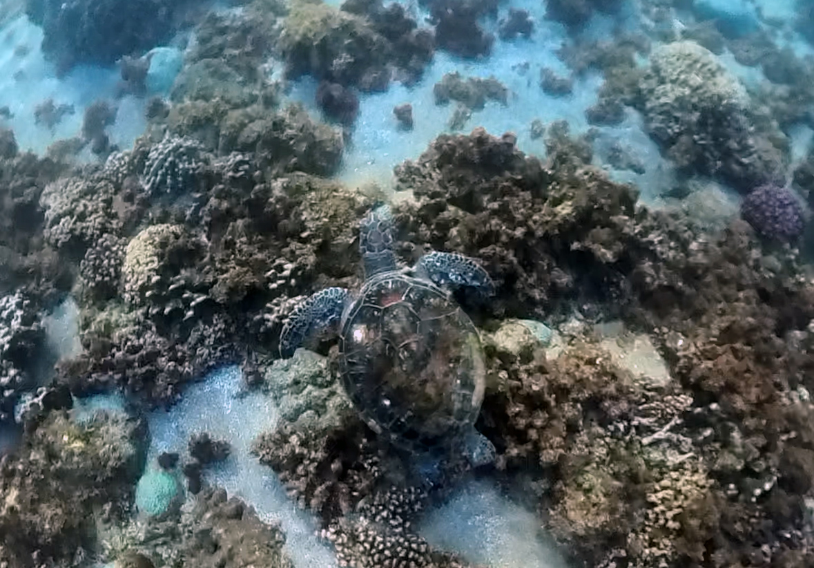 Voyager — экспедиция к бухтам с черепахами (11/18)