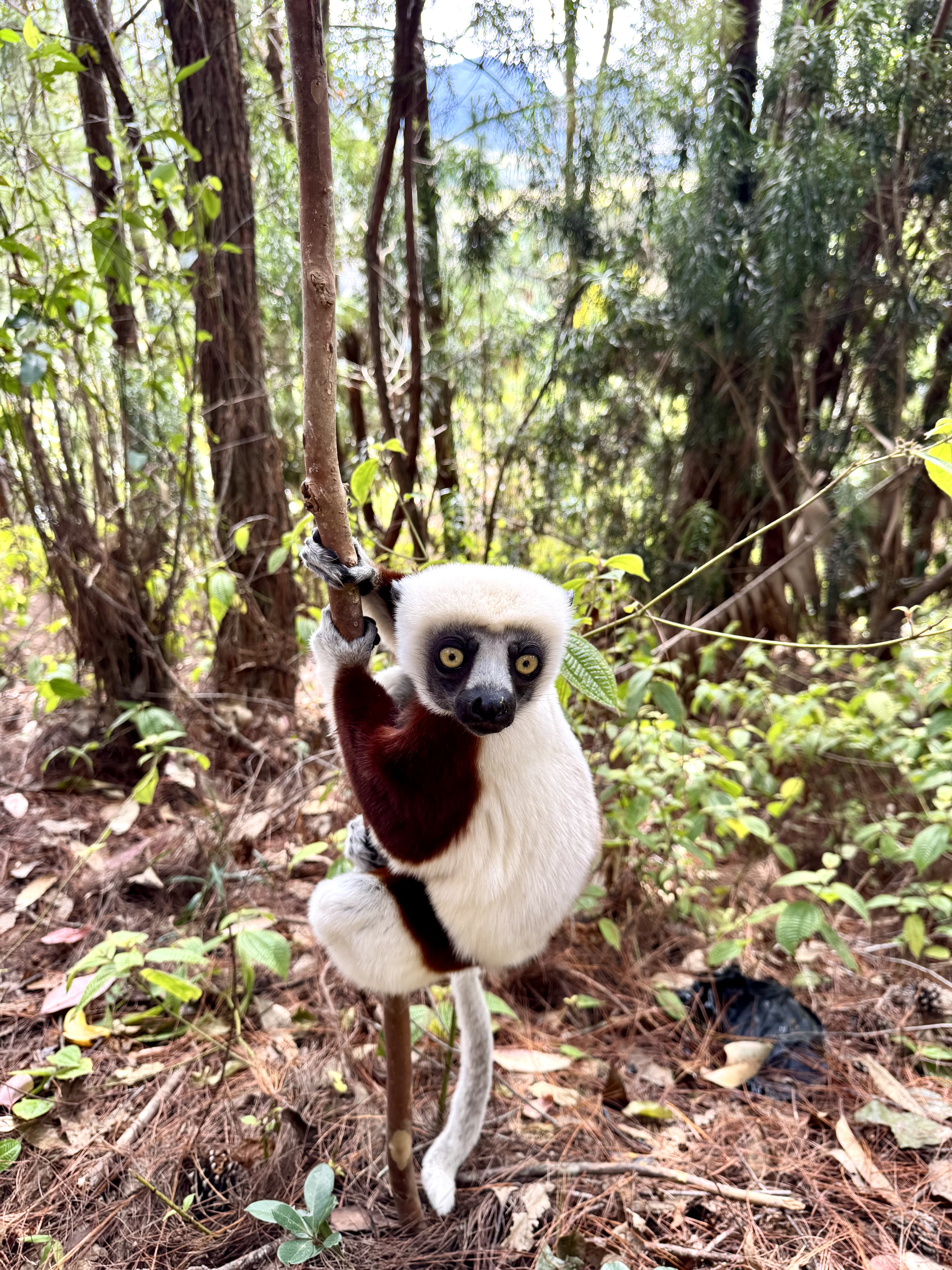 Мадагаскар. Путешествие к Лемурам и Баобабам + Пляжи Носи Бе. (8/43)